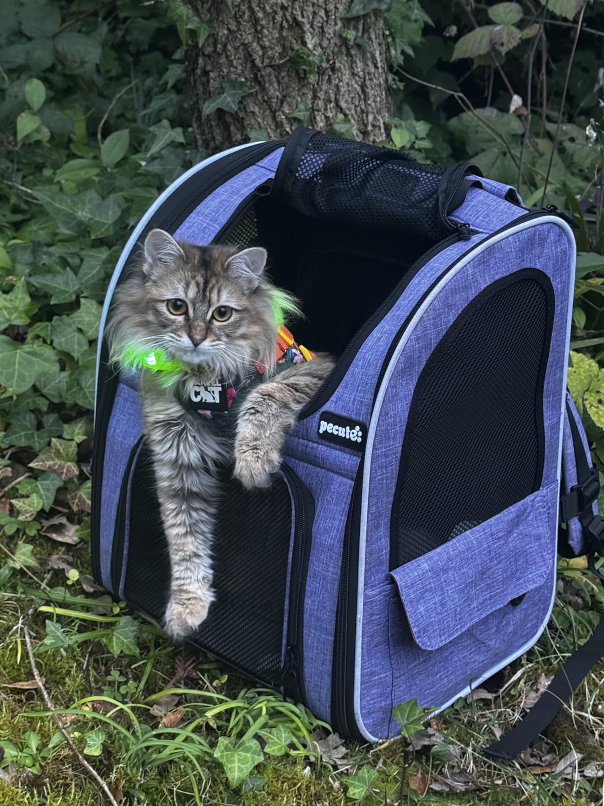 Pecute Cat Backpack Carrier Expandable, Foldable Pet Backpack for Cats & Small Dogs Up to 11lbs, with 4-Side Breathable Mesh, Multi-Entry & Lockable Zippers for Travel, Hiking, Camping - Hands Free customer photo 1