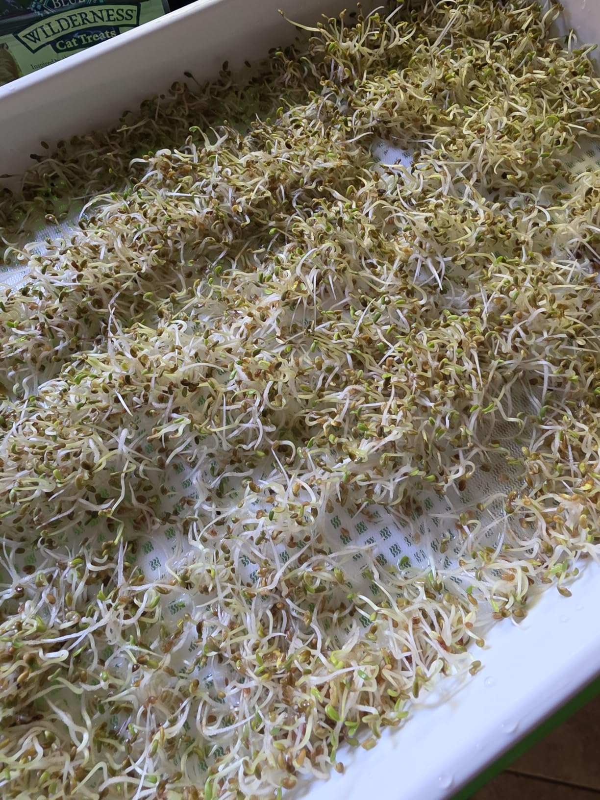 SUNPRO 2-Pack Seed Sprouter Tray with Humidity Lid, BPA Free Food Grade Soil-Free Sprouting Kit, Large Capacity Wheatgrass Grower & Microgreens Germination Station for Beans, Peas, Cat Grass (Green) customer photo 2