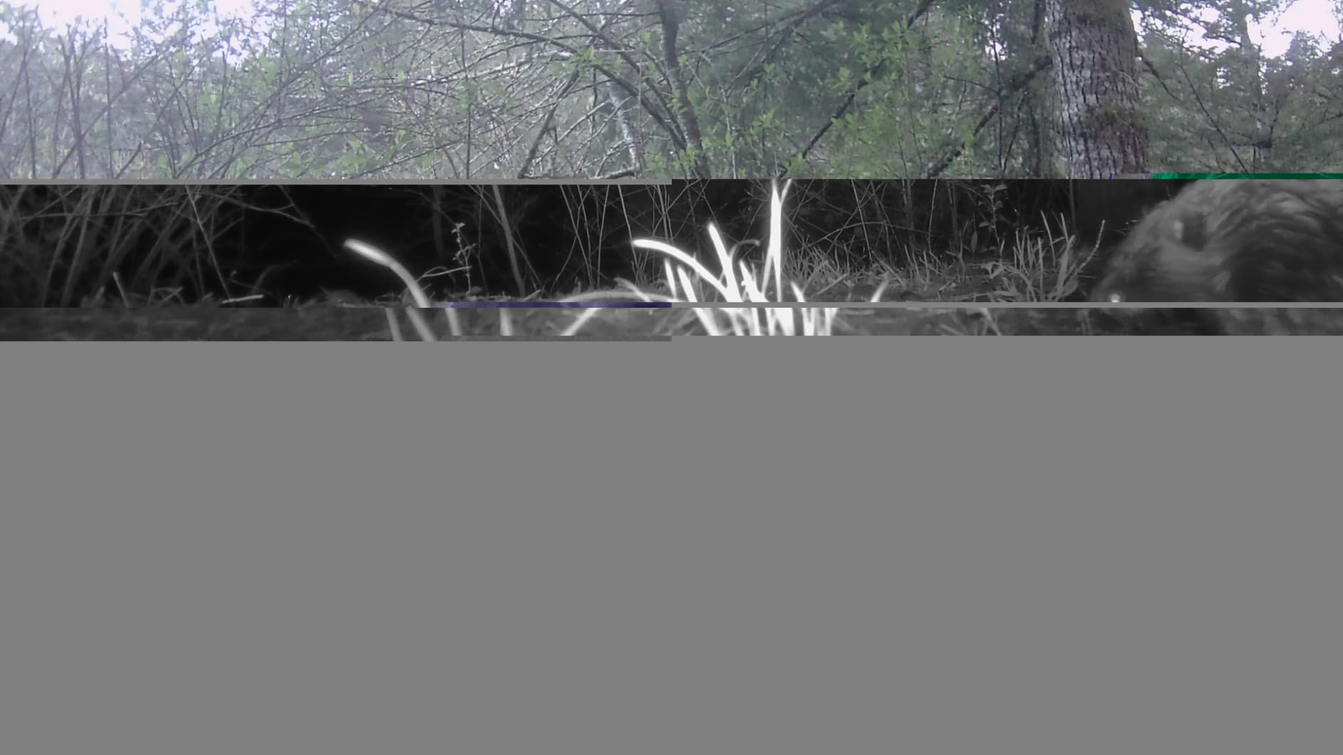 GardePro A3S Trail Camera (Non-Cellular, Non-WiFi), 64MP Photo & 1296P HD Video, 0.1s Trigger, 100ft No-Glow Night Vision, Motion Activated Wildlife Camera customer photo 1