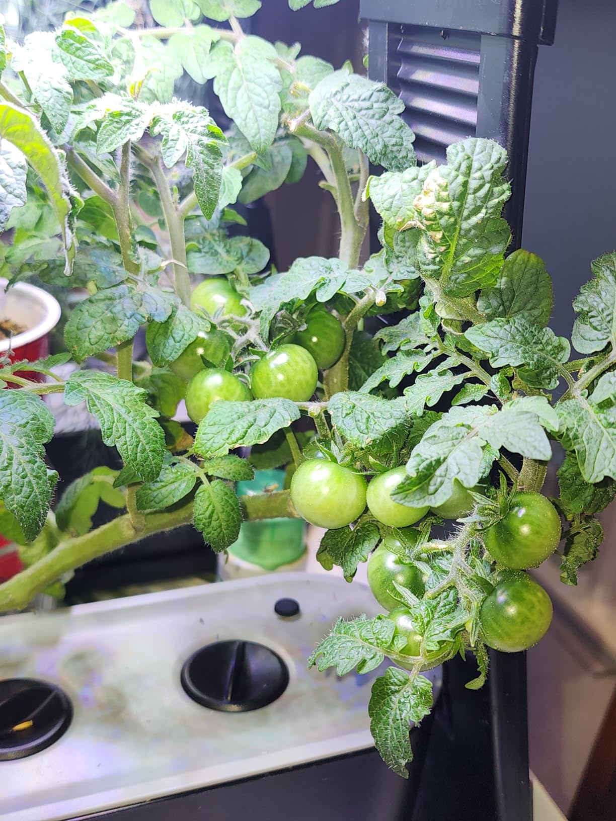 Sprout - Indoor Garden with LED Grow Light, Black customer photo 2