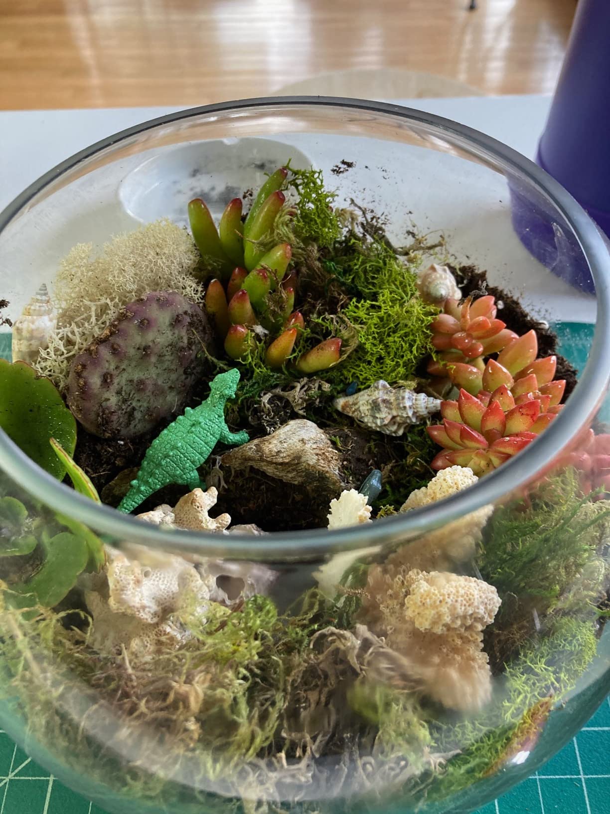 Cute Farms Terrarium Starter Kit | Moss, Vermiculite, Soil, Plant Food, Brush, Build and Care Guide | DIY Succulent Terrarium Kit for Adults and Kids customer photo 1