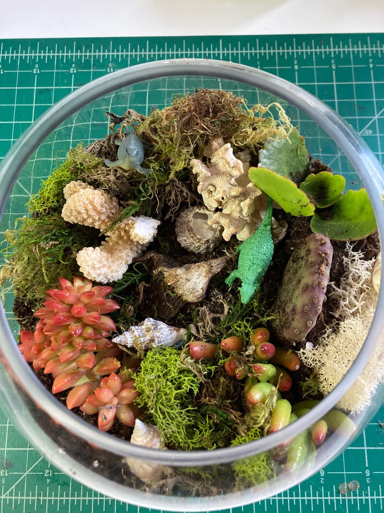 Cute Farms Terrarium Starter Kit | Moss, Vermiculite, Soil, Plant Food, Brush, Build and Care Guide | DIY Succulent Terrarium Kit for Adults and Kids customer photo 2