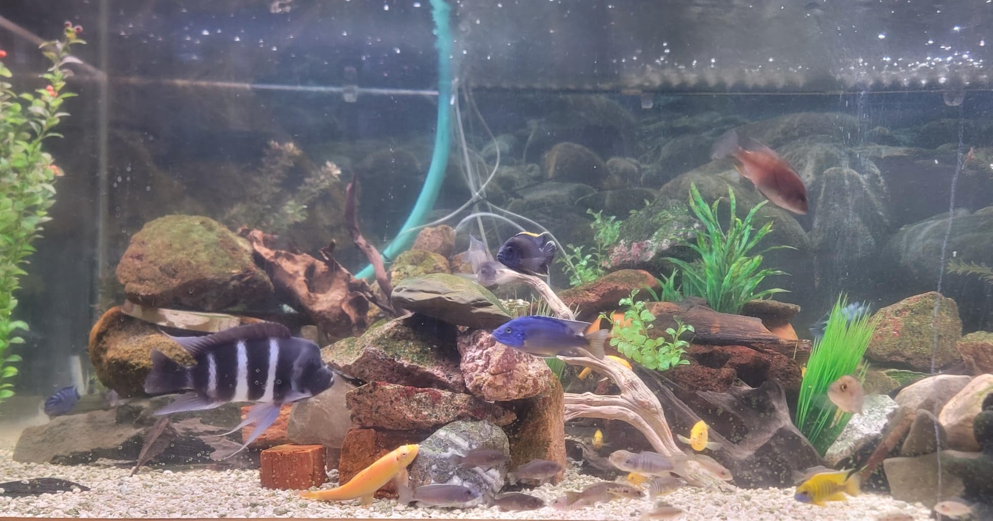 hygger Advanced LED Aquarium Light with Timer, 24/7 Lighting Cycle & DIY Mode, Full Spectrum Fish Tank Light for 48-54 in Freshwater Planted Tank customer photo 1