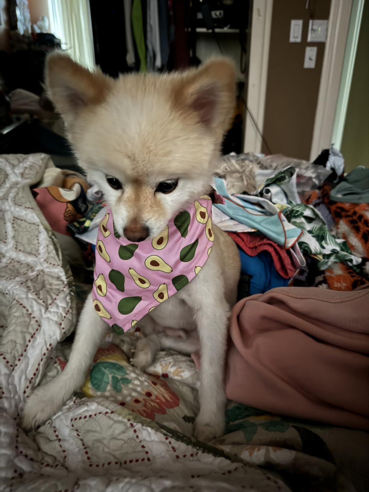 Weewooday 12 Pcs Large Dog Bandana Summer Scarf Hawaii Triangular Bibs Adjustable Washable Kerchief Pet Bandana with Fruit Leaves Patterns for Small to Large Party Supplies(Summer Patterns) customer photo 1
