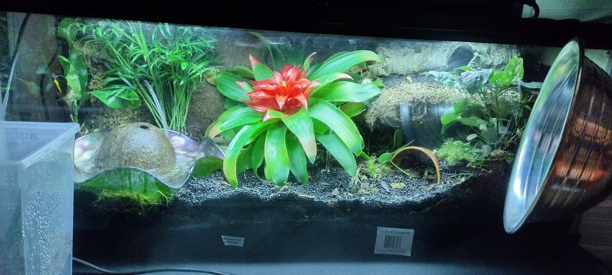 Exo Terra Sub Stratum, Bioactive Volcanic Substrate for Reptile Terrariums, Eliminates Odor, Offers Correct Moisture Levels 4.4 lb customer photo 2