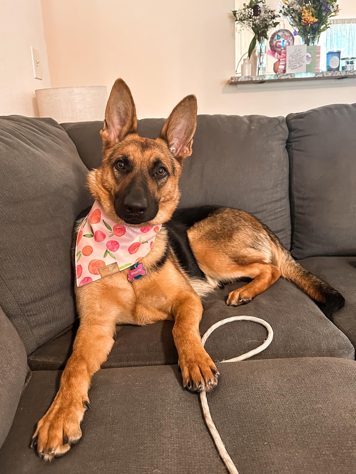 Remy+Roo Large Spring Dog Bandanas - 4 Pack Katherine Set | Premium Durable Adjustable Polyester Fabric Dog Scarfs | Patented Shape Girl Dog Bandana, Trendy Pattrens, Floral Dog Bandana customer photo 2