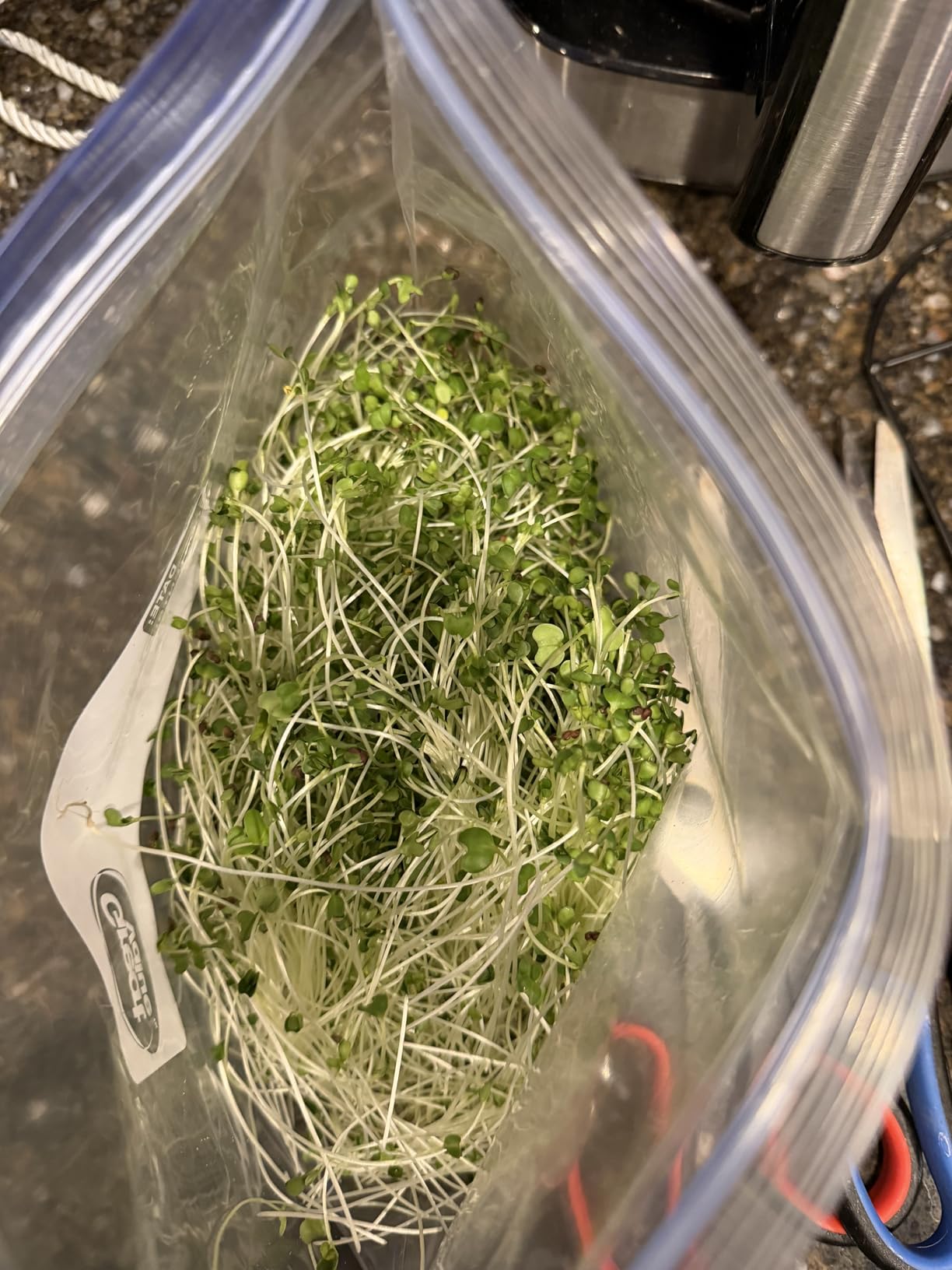 ZESTIGREENS Organic Self-Watering Microgreens Growing Kit - Reusable Indoor Grow Tray with Organic Seeds, Grow Mats & Bamboo Frame - Easy No-Soil Microgreens Starter Kit (Broccoli & Salad Mix) customer photo 2