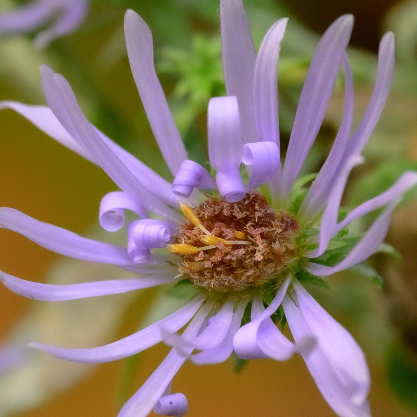 8 Best Macro Lenses for Insect and Nature Photography (April 2026 ...