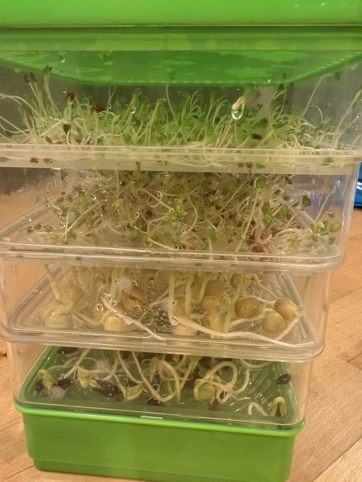Microgreen Seeds Variety Pack - 10 Heirloom Types for Indoor Sprouting - Broccoli, Pea, Sunflower, Radish, Kale, Arugula & More - High Germination Non-GMO - Survival Garden Seeds (Seed Packs Only) customer photo 2