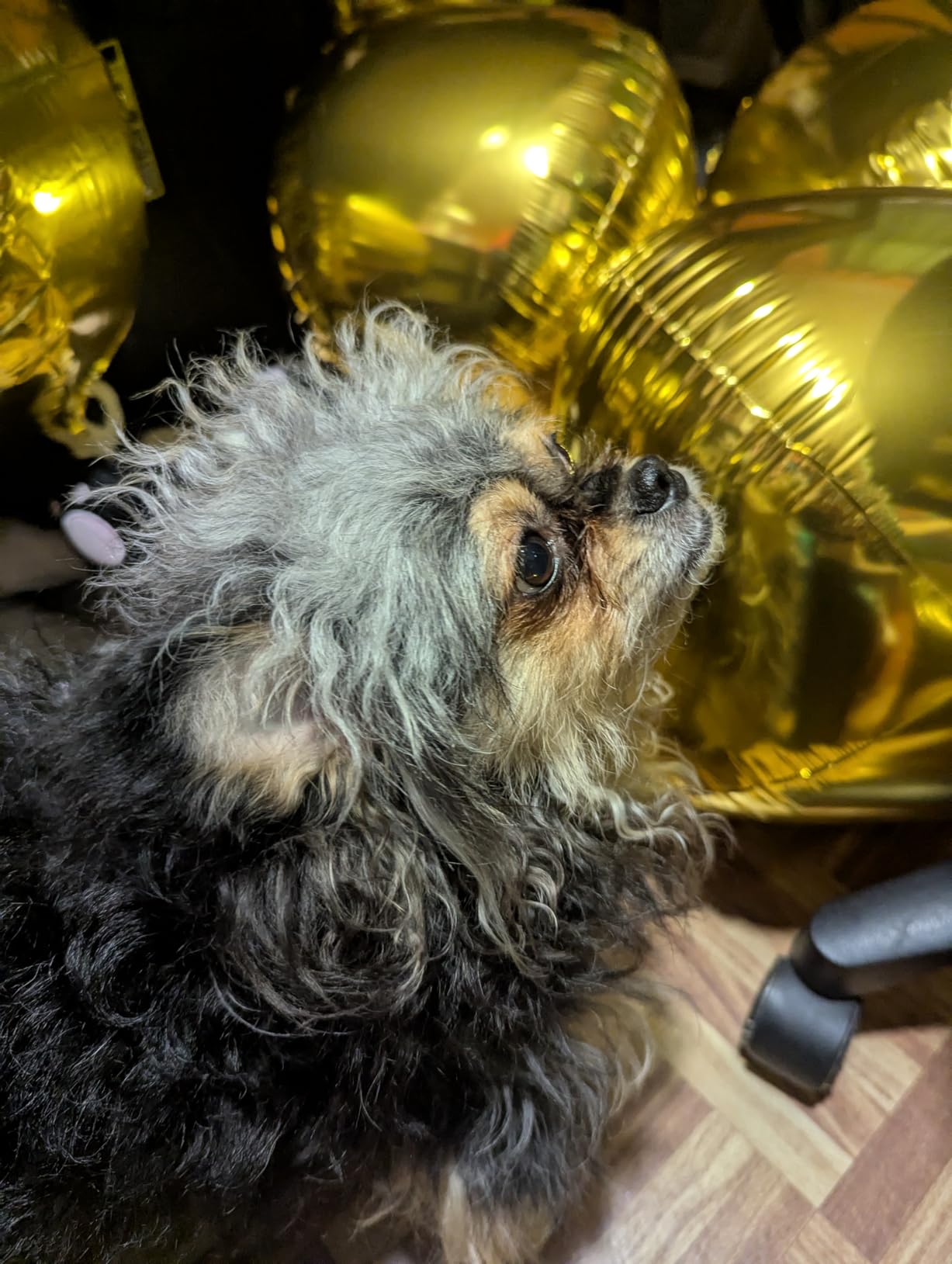 KatchOn, Big Silver Disco Ball Balloons - 22 Inch, Pack of 6 | Disco Party Decorations, 4D Sphere Disco Balloons | New Years Balloons, New Years Eve Party Supplies 2026 | Silver Birthday Decorations customer photo 1