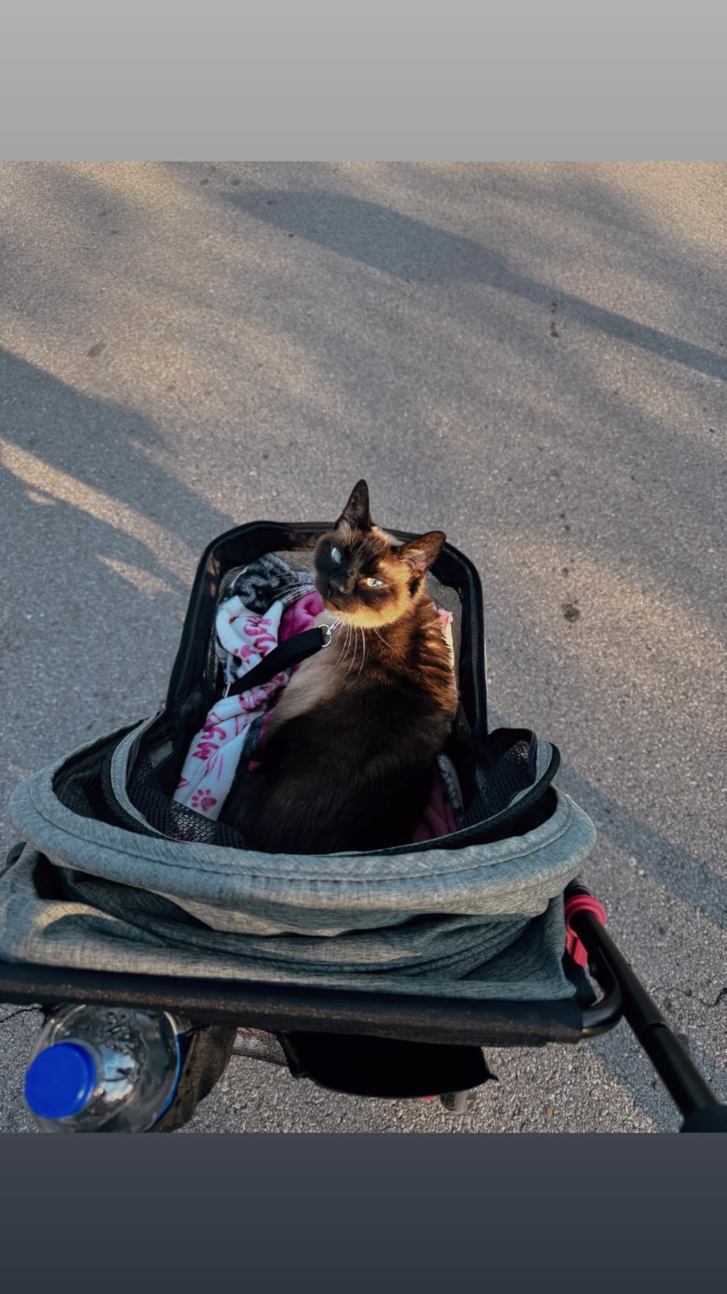 ROODO 3 Wheel Pet Stroller Best Lightweight Foldable Compact Portable Jogger All Terrain Travel Pet Gear Puppy Kitty Stroller for up to 30lbs Medium Small Dogs and Cats customer photo 2