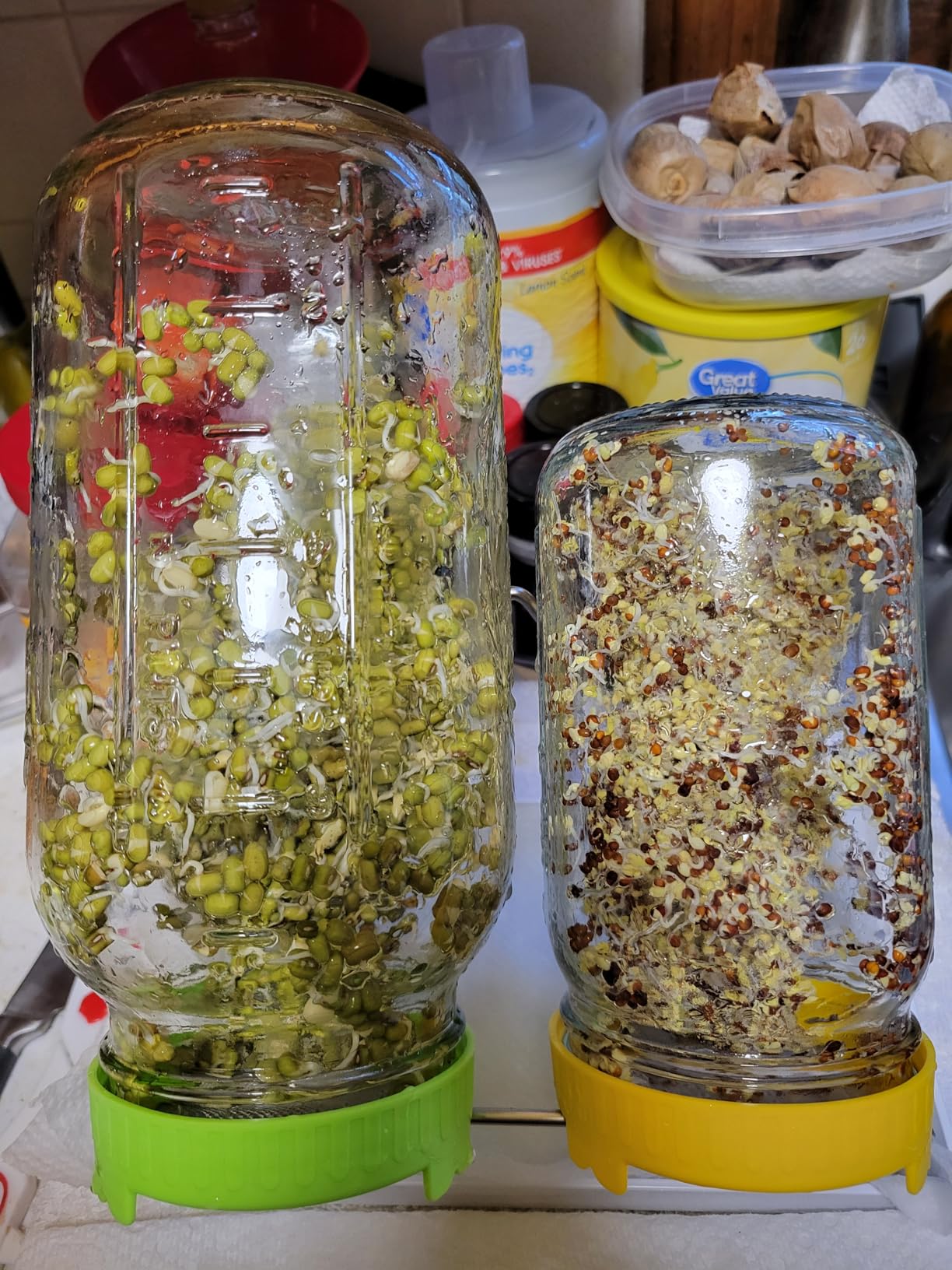 Seed Sprouting Kit, 2 Large Wide Mouth Mason Jars with Sprout Lids, Blackout Sleeves, Drain Tray, Stainless Steel Stand, Sprouts Growing Kit for Bean, Broccoli, Alfalfa (Yellow+Green) customer photo 1