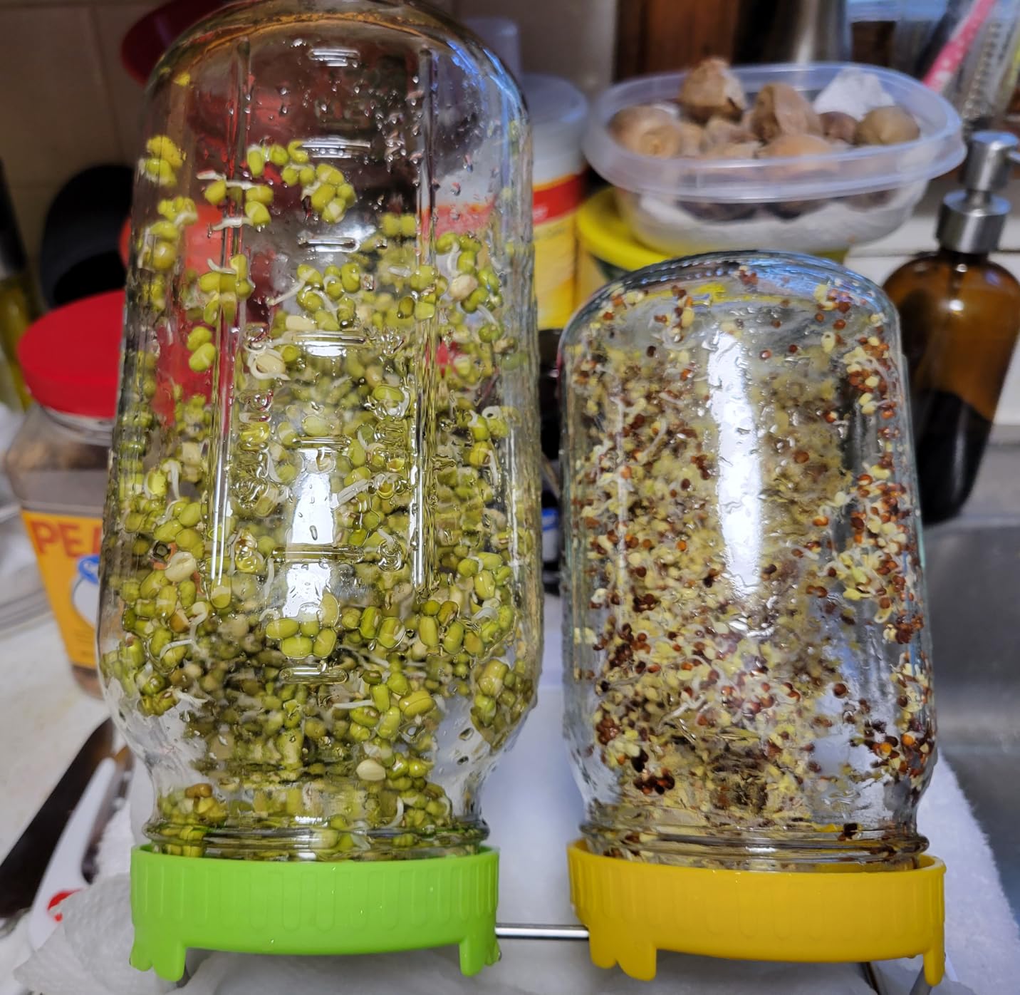 Seed Sprouting Kit, 2 Large Wide Mouth Mason Jars with Sprout Lids, Blackout Sleeves, Drain Tray, Stainless Steel Stand, Sprouts Growing Kit for Bean, Broccoli, Alfalfa (Yellow+Green) customer photo 2