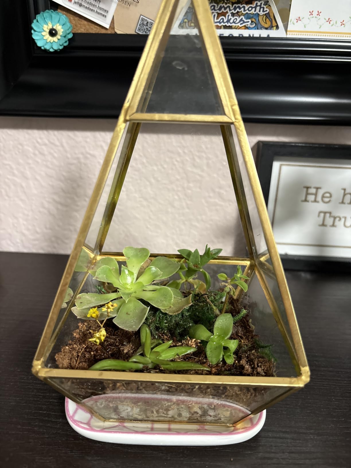 DIY Terrarium Kit for Plants - Build a Self‑Sustaining Closed Ecosystem - Supplies for Up to 68 oz (1‑2 Liter) - Succulents, Air Plants (Tillandsia), Fern - Jar Not Included customer photo 1