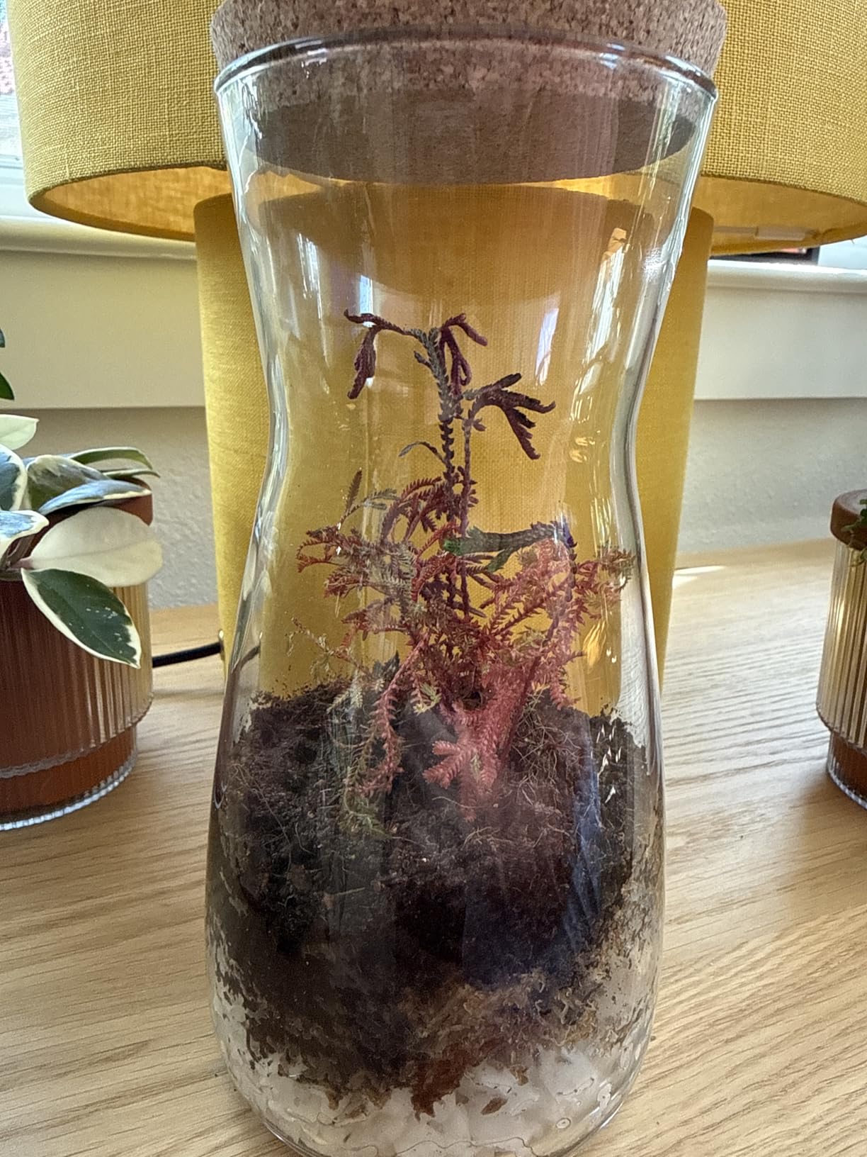 DIY Terrarium Kit for Adults - Build Your Own Self‑Sustaining Closed Ecosystem - 34 fl oz (1‑Liter) Glass Terrarium - Succulents, Air Plants, Fittonia, Fern - Plants Not Included customer photo 1