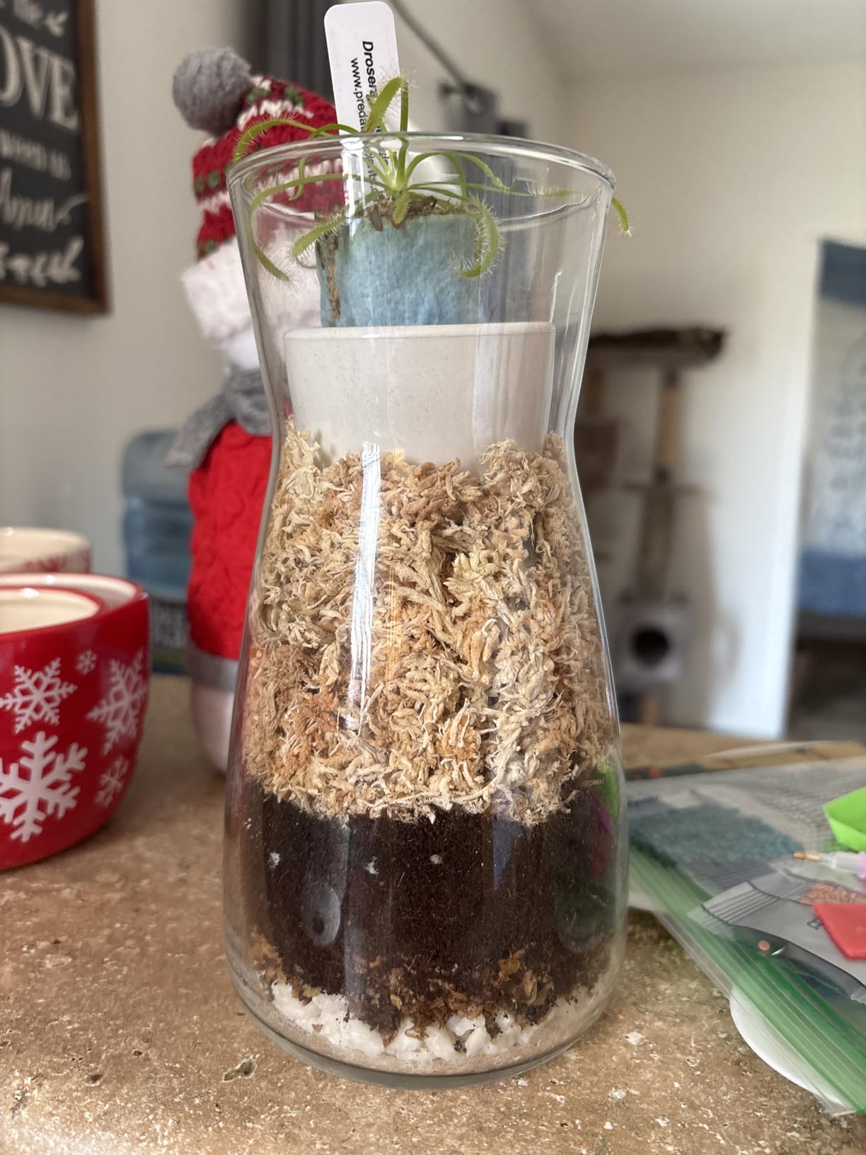 DIY Terrarium Kit for Adults - Build Your Own Self‑Sustaining Closed Ecosystem - 34 fl oz (1‑Liter) Glass Terrarium - Succulents, Air Plants, Fittonia, Fern - Plants Not Included customer photo 2