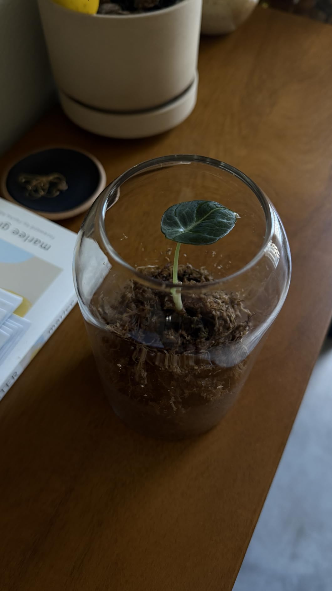 Glass Terrarium with Airtight Wood Lid (Ball Cork) | Closed Terrarium Planter | Clear Glass Bottle Jar Container | 800ml / 27oz | Moss Terrarium Jar | Indoor Ecosystem Decoration Gifts (Only Jar) customer photo 2