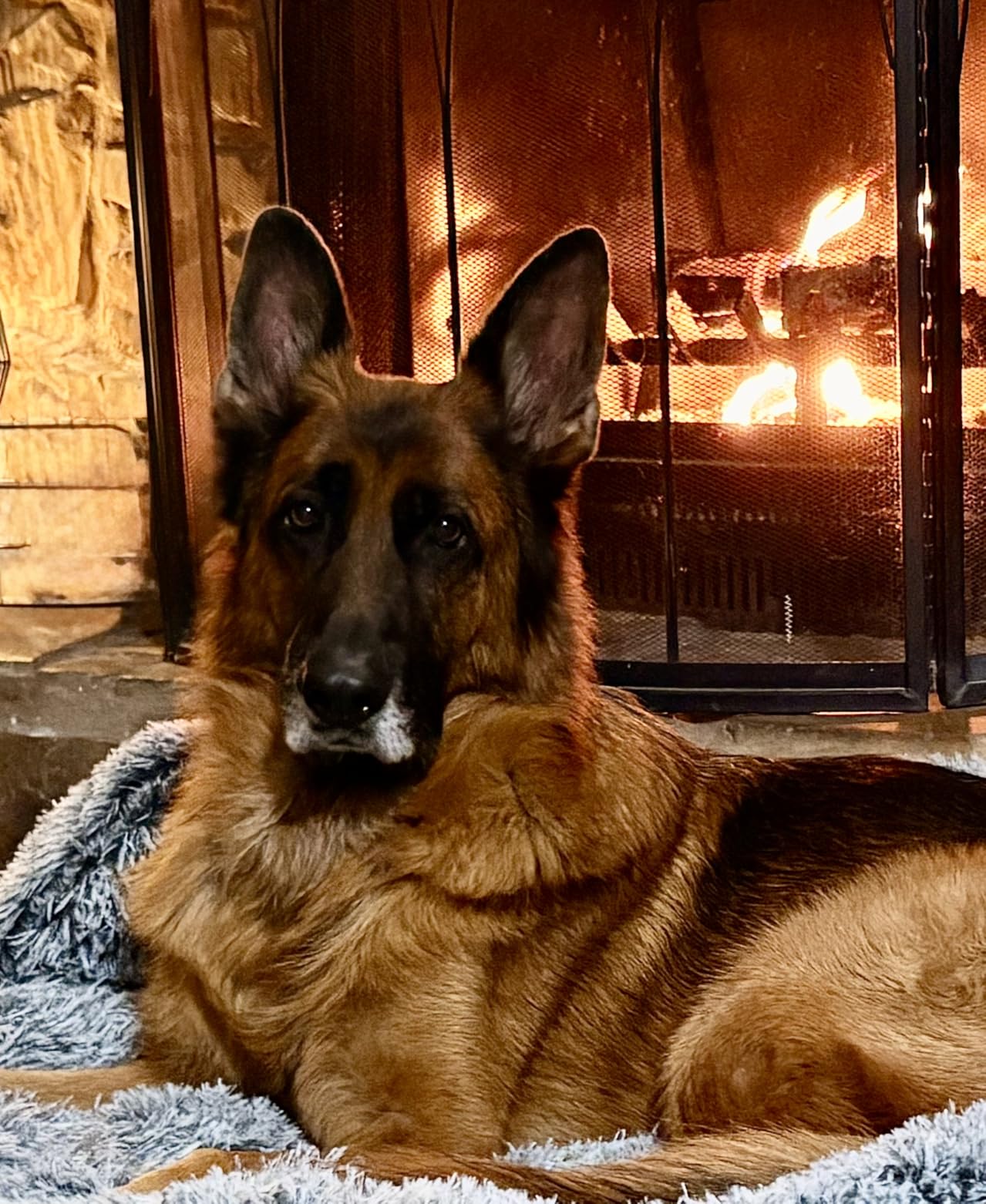 Custom Canvas Prints with Your Photos Framed Canvas Customized Wall Art Personalized Canvas Pictures for Pet/Family Gifts for Mom/Men/Women 8 x 10 customer photo 1