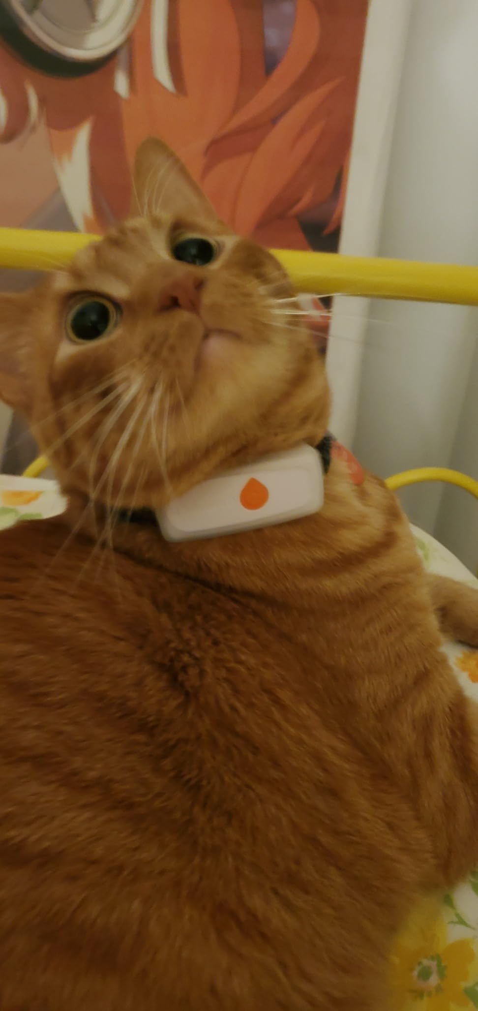 Weenect Cat XS - New GPS Tracker for Cats | Real-time Mini GPS Tracker for Cats | Smallest Model on The Market | Collar Included | Subscription Required (Black, Tracker XS) customer photo 2
