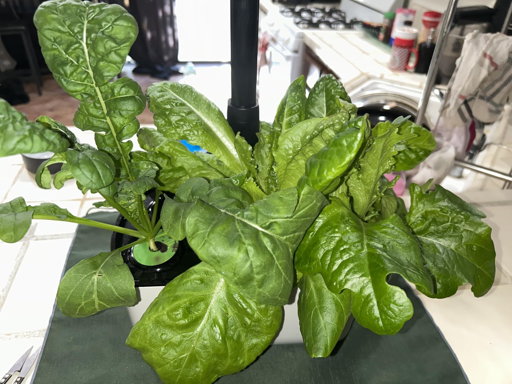 AeroGarden Harvest Lite in Cream, Soil-Free Indoor Hydroponic Garden with LED Grow Light for Year-Round Gardening of up to 6 Herbs and Vegetables customer photo 2