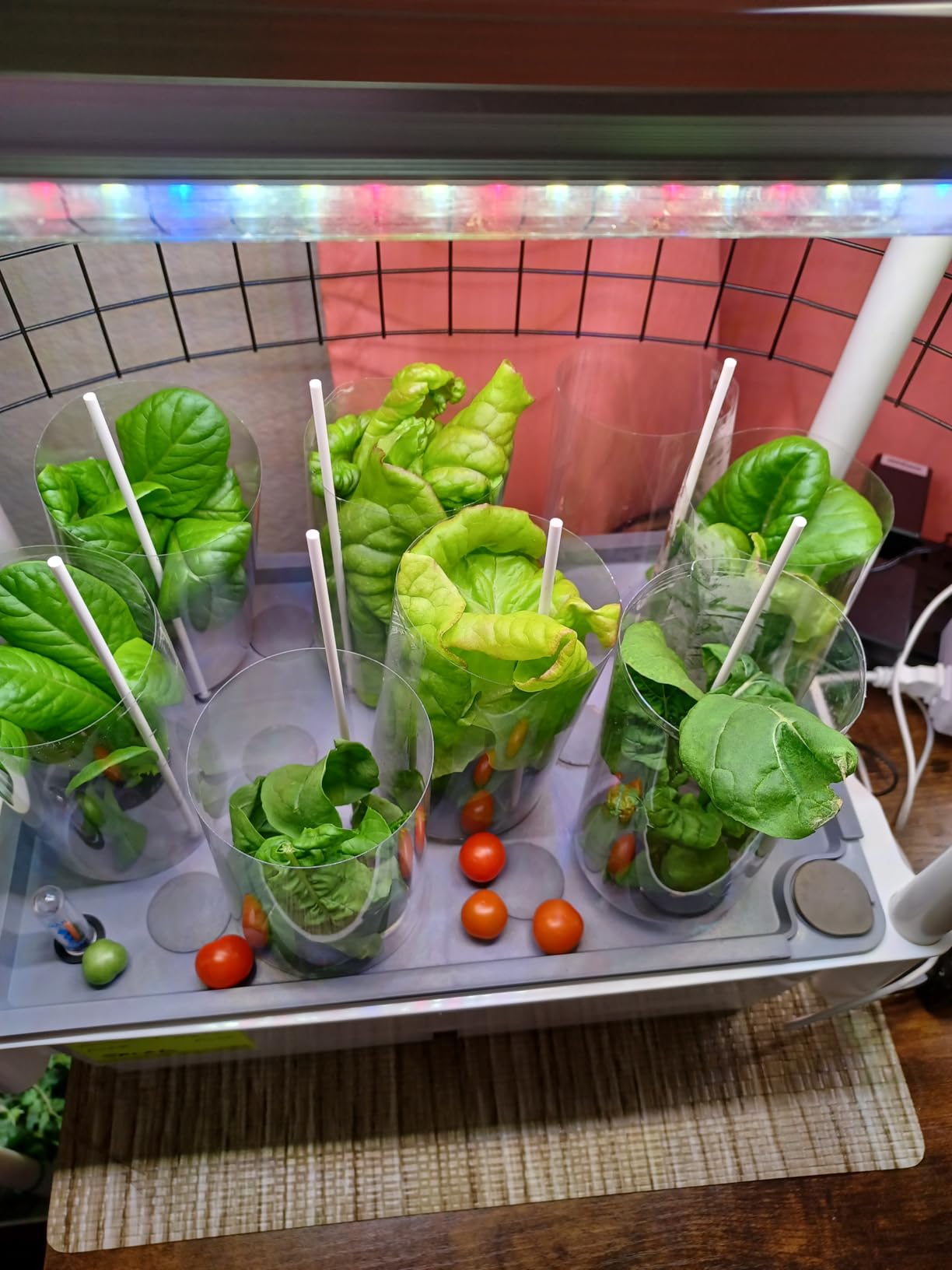 AOONEG 42Pods Indoor Herb Garden with LED Grow Light, Hydroponics Growing System Kit with Automatic Timer, Pump System, Adjustable Height customer photo 2