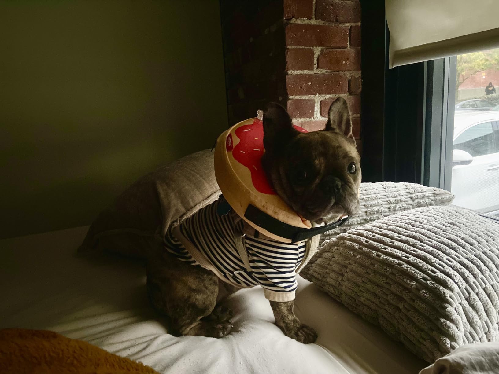 Matching Dog and Owner Clothes Separately Sold,Striped Mom Dad Dog Hoodie for Small Dogs Cats,Puppy Sweatshirt Fall Winter(Black,Owner M) customer photo 1