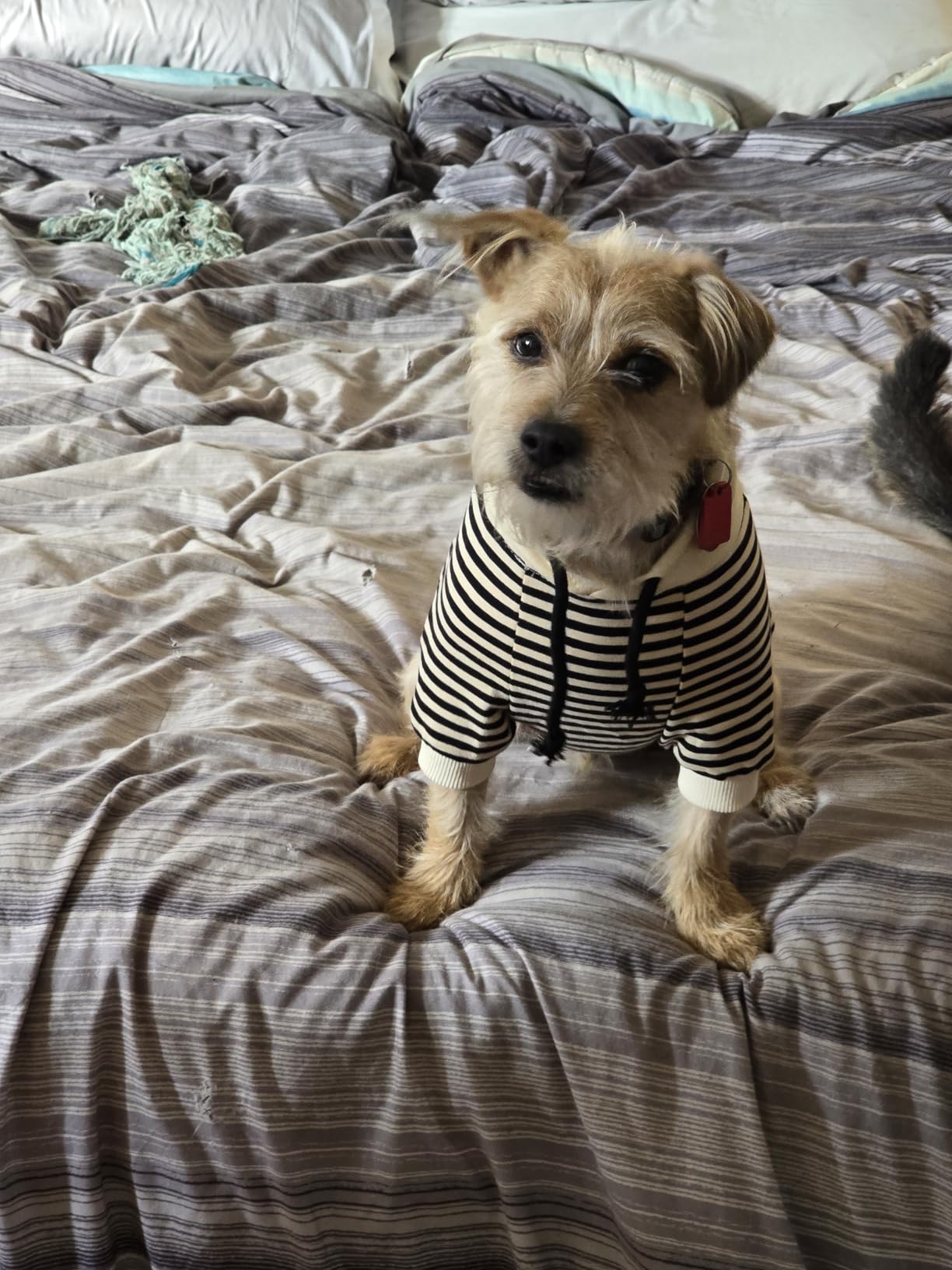 Matching Dog and Owner Clothes Separately Sold,Striped Mom Dad Dog Hoodie for Small Dogs Cats,Puppy Sweatshirt Fall Winter(Black,Owner M) customer photo 2