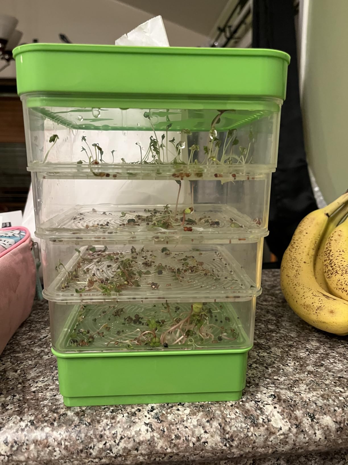 4-Tier Seed Sprouting Kit with Drain Holes and Drain Tray, Upgrade Stackable Microgreens Fresh Organic Bean Seed Sprouter Tray Ripple Soil-Free Sprouter Tray for Beans Alfalfa Seeds customer photo 2