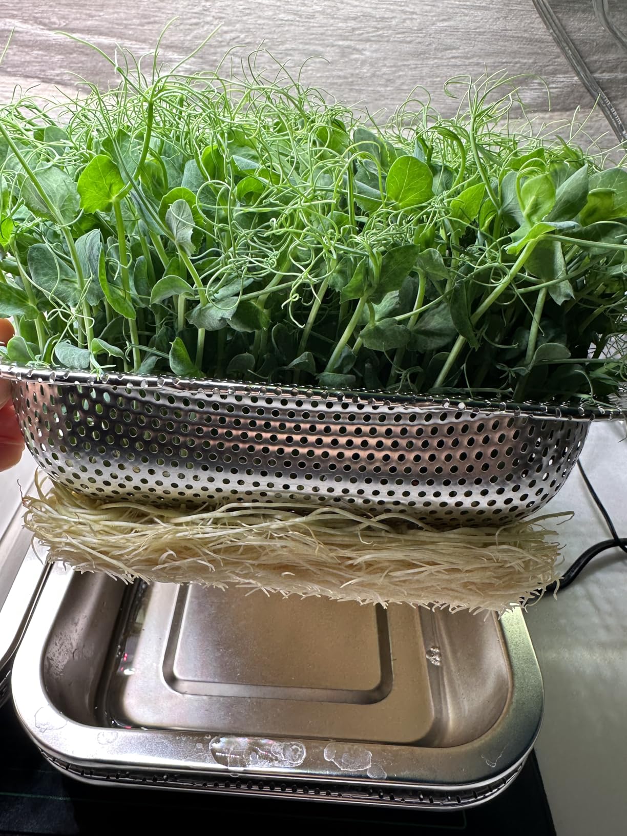 Stainless Steel Sprouts Growing Kit 2-Tier 10.4 inch Trays, Microgreens Growing Kit, Seed Sprouting Tray with Encrypted Mesh Sprouts for Beans Alfalfa Broccoli Wheat Grass customer photo 1