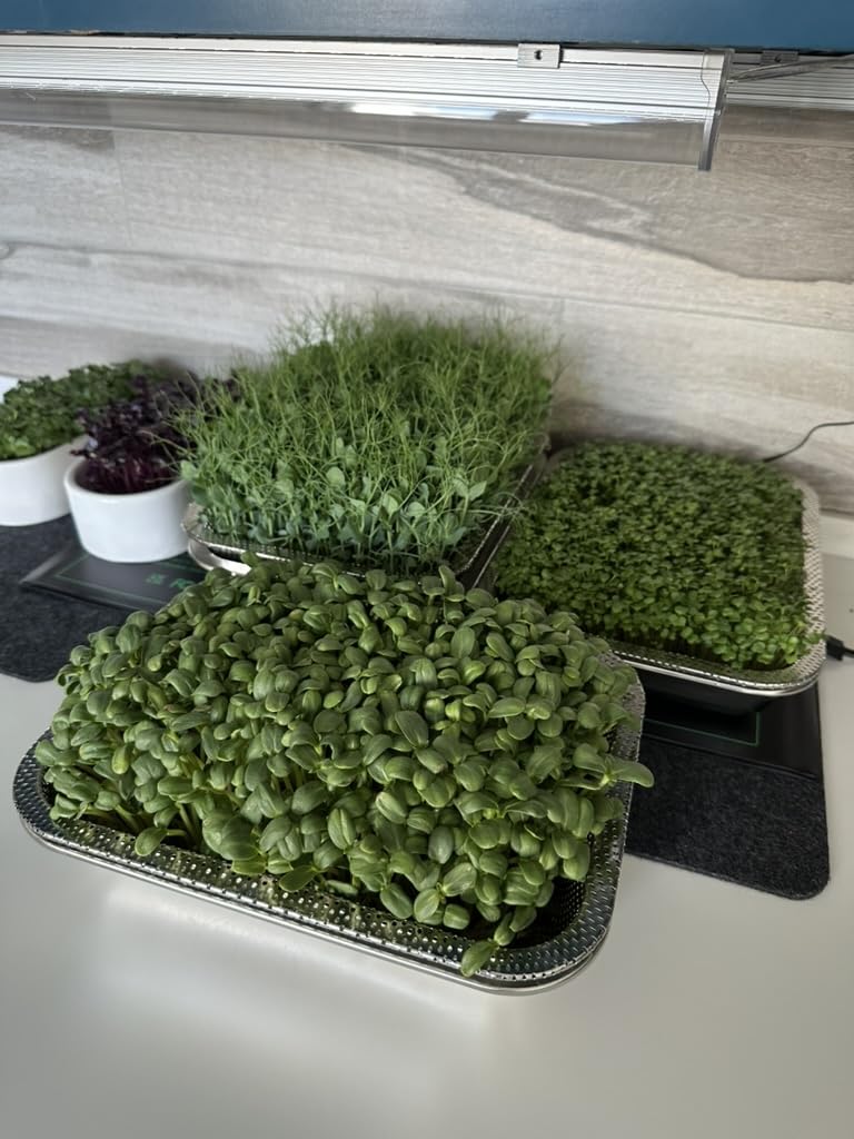 Stainless Steel Sprouts Growing Kit 2-Tier 10.4 inch Trays, Microgreens Growing Kit, Seed Sprouting Tray with Encrypted Mesh Sprouts for Beans Alfalfa Broccoli Wheat Grass customer photo 2