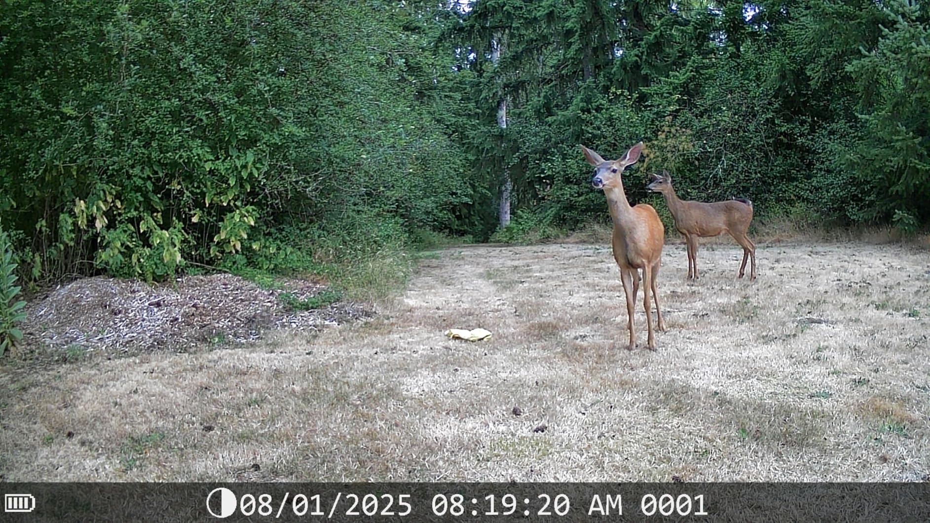 DEATTI Trail Camera 48MP 4K Game Camera with 8 Batteries 32GB SD Card,WiFi Bluetooth Connection,Trail Cameras with Night Vision Motion Activated Waterproof for Wildlife Deer Outdoor 0.1s Trigger Time customer photo 1