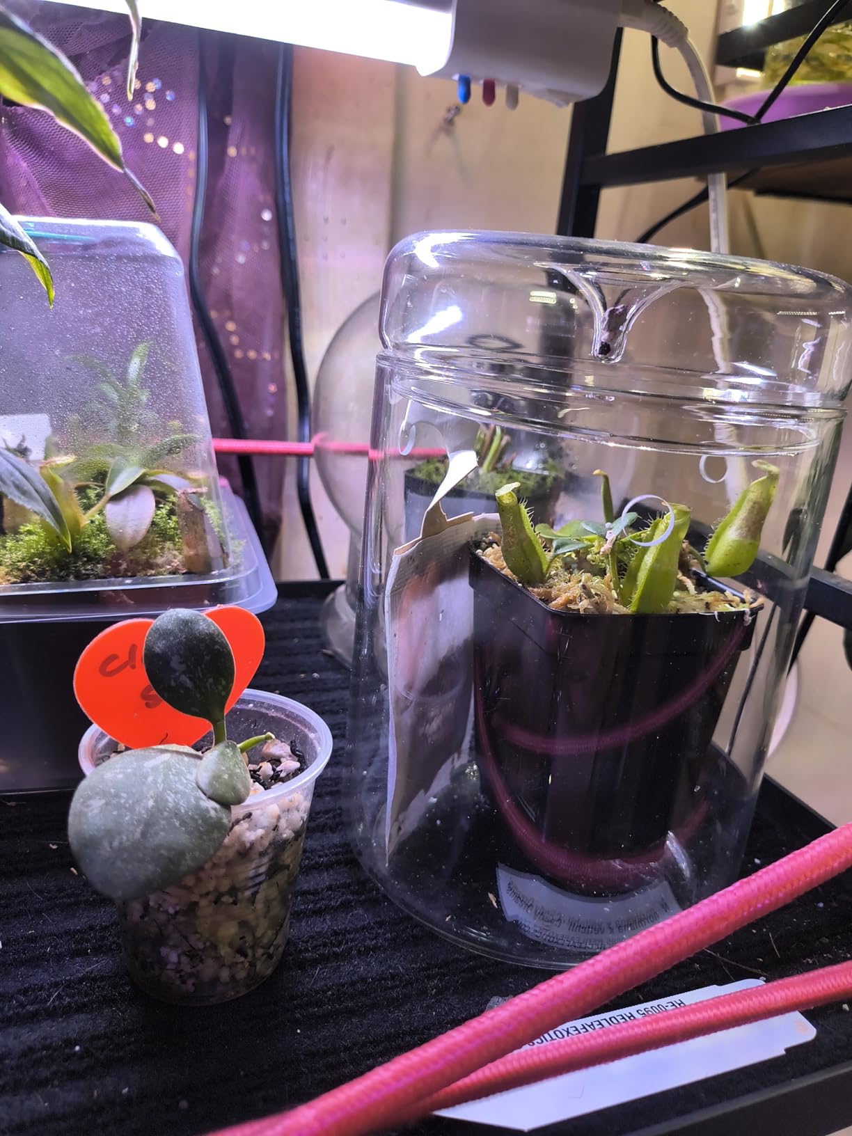 Small Glass Terrarium Jar with Lid - 4.7 x 7 Inch Closed Plant Terrarium for Succulents, Moss, Venus Fly Trap & Self-Sustaining Ecosystems - Ideal Indoor Decor for Home & Tabletop customer photo 1