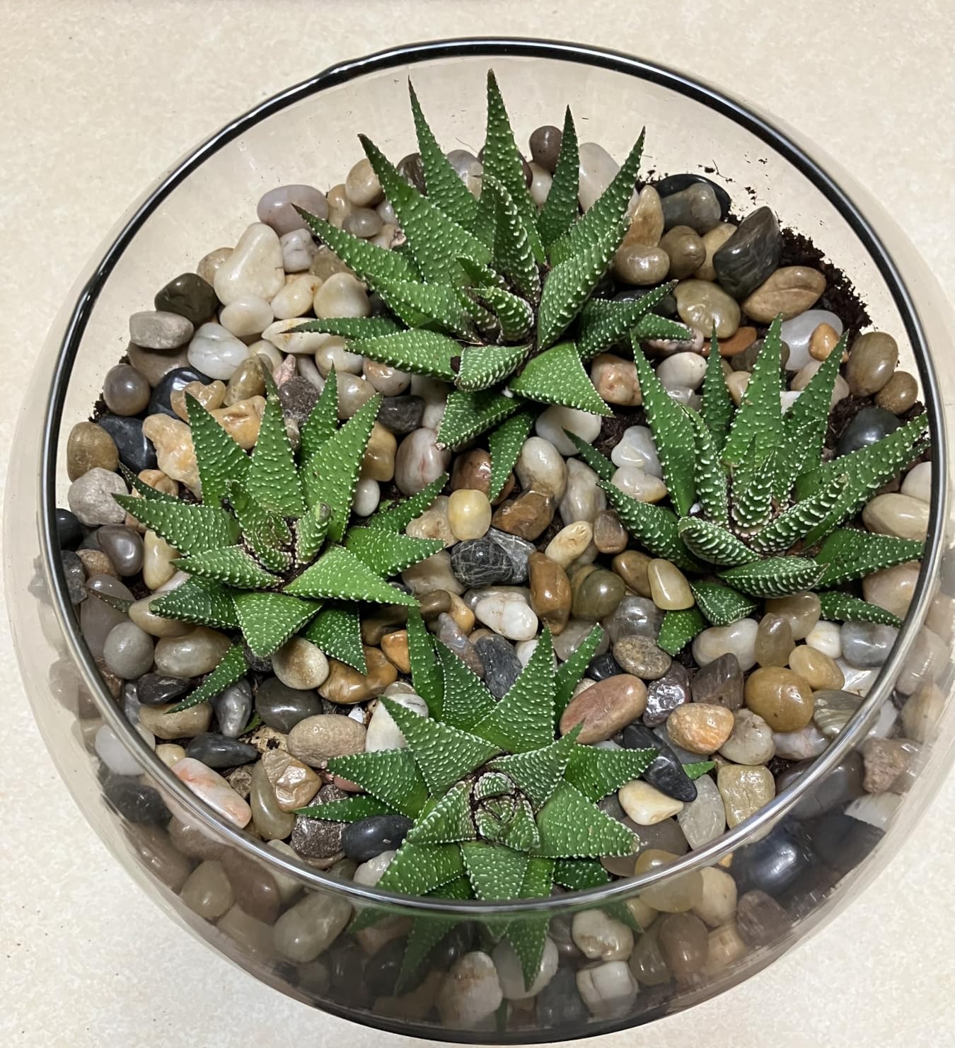 DUSPRO Recycle Terrarium Kit, Include Potting Soil, Pumice, Zeolite, Green Moss, Sphagnum Moss, Decorative Stone, Mesh, Tools, DIY Terrarium Kit for Kids, Air Plant, Succulent customer photo 1