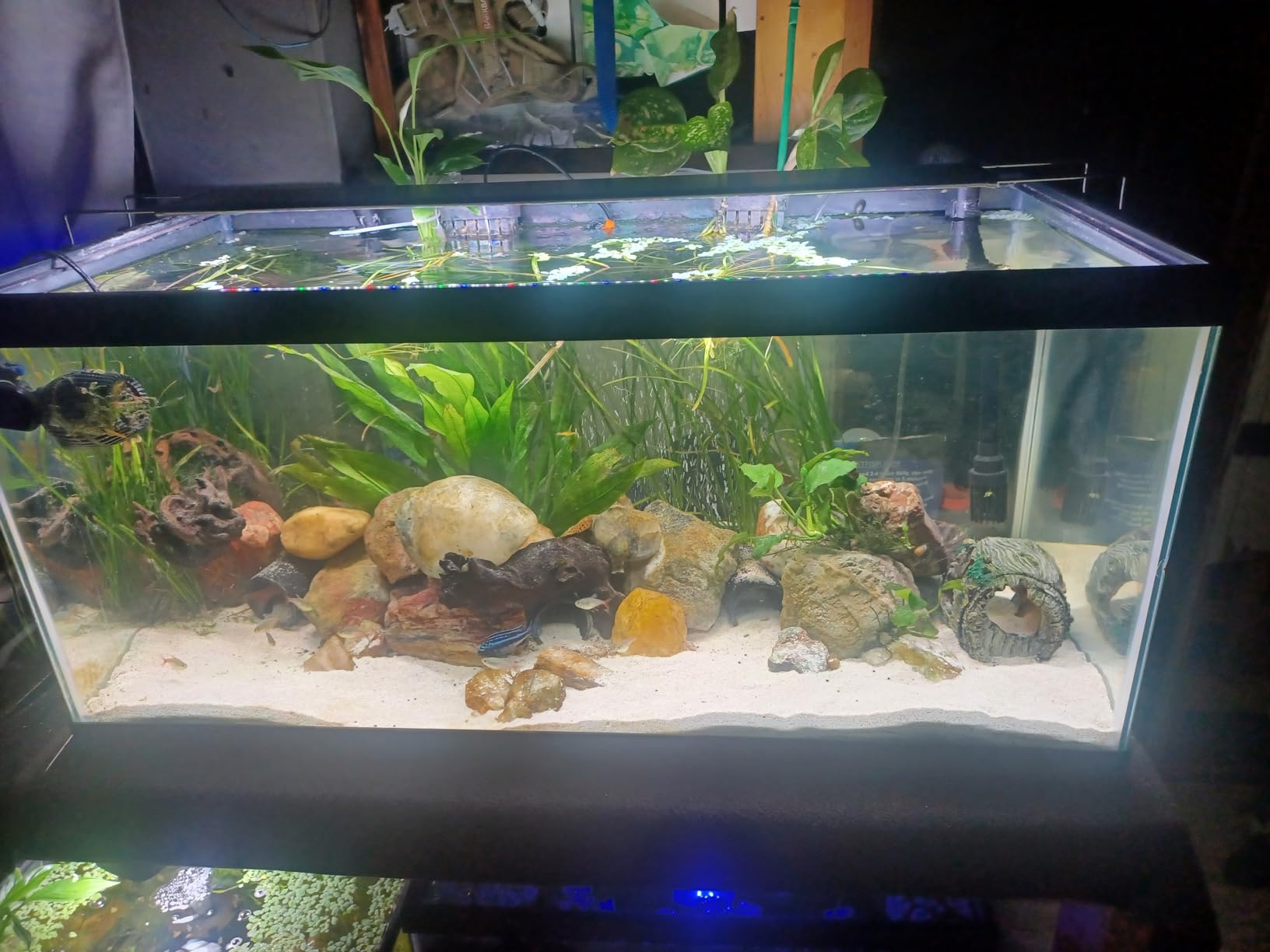 SEAOURA Plant Growth Aquarium Light, 24/7 Custom Timer, Power-Off Memory, 48-54in Full Spectrum Aquarium Plant Lights, 7-Row LED 8 Colors, 20 Adjustable Brightness, Day & Night Cycle for Freshwater customer photo 2