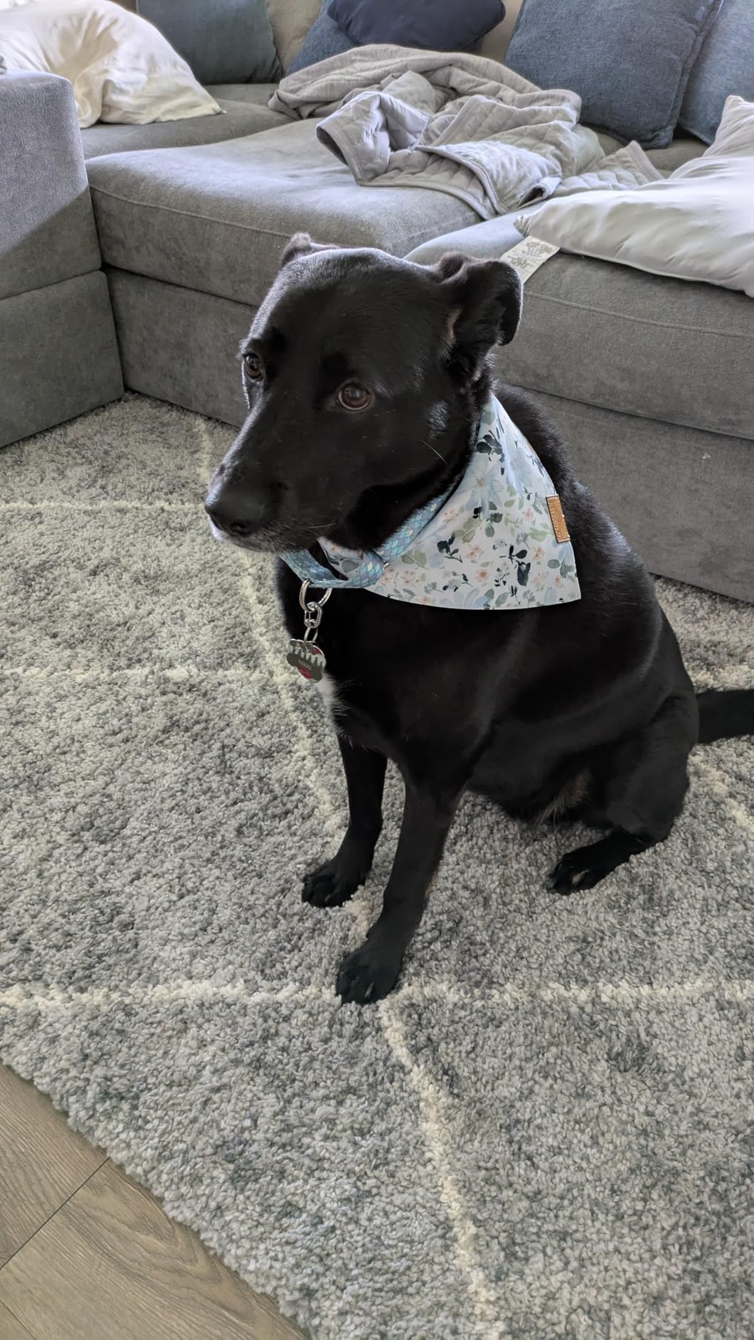 Remy+Roo X Boon Ties Dog Bandanas - 2 Pack | Premium Durable Adjustable Polyester Fabric | Patented Shape Boy & Girl Dog Bandanas | Pack of Bandanas for Dogs (Large) customer photo 1