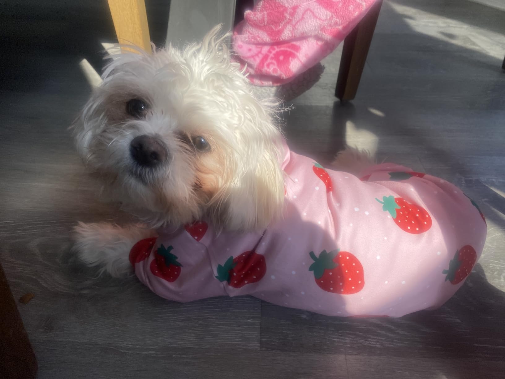 XPUDAC Matching Dog and Owner Clothes Dog Pajamas for Small Medium Dogs Stretchable Pet Onesies, Owner and Doggie Pjs are Sold Separately, L customer photo 1