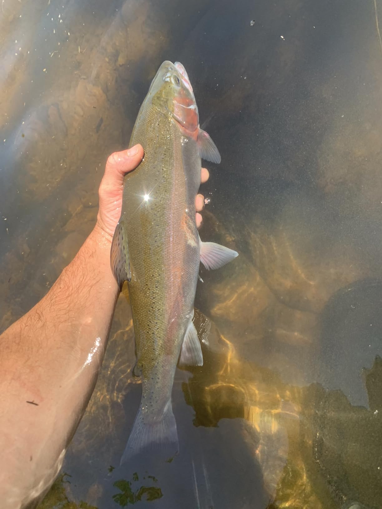 Aventik FLK II Fly Fishing Reel Aluminum Trout 3/5, 5/7, 7/9wt Large Arbor Freshwater Fly Reel with Line. customer photo 1