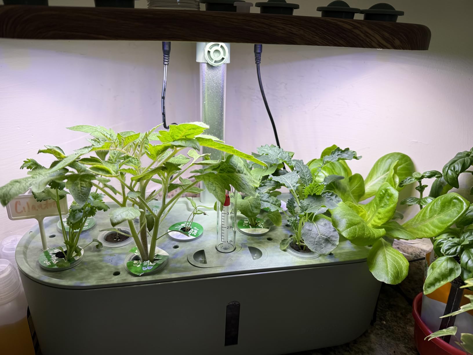 Hydroponics Growing System Indoor Garden: 12 Pods Herb Garden Kit Indoor with LED Grow Light Plant Germination Kit for Healthy Fresh Herbs Vegetables customer photo 1