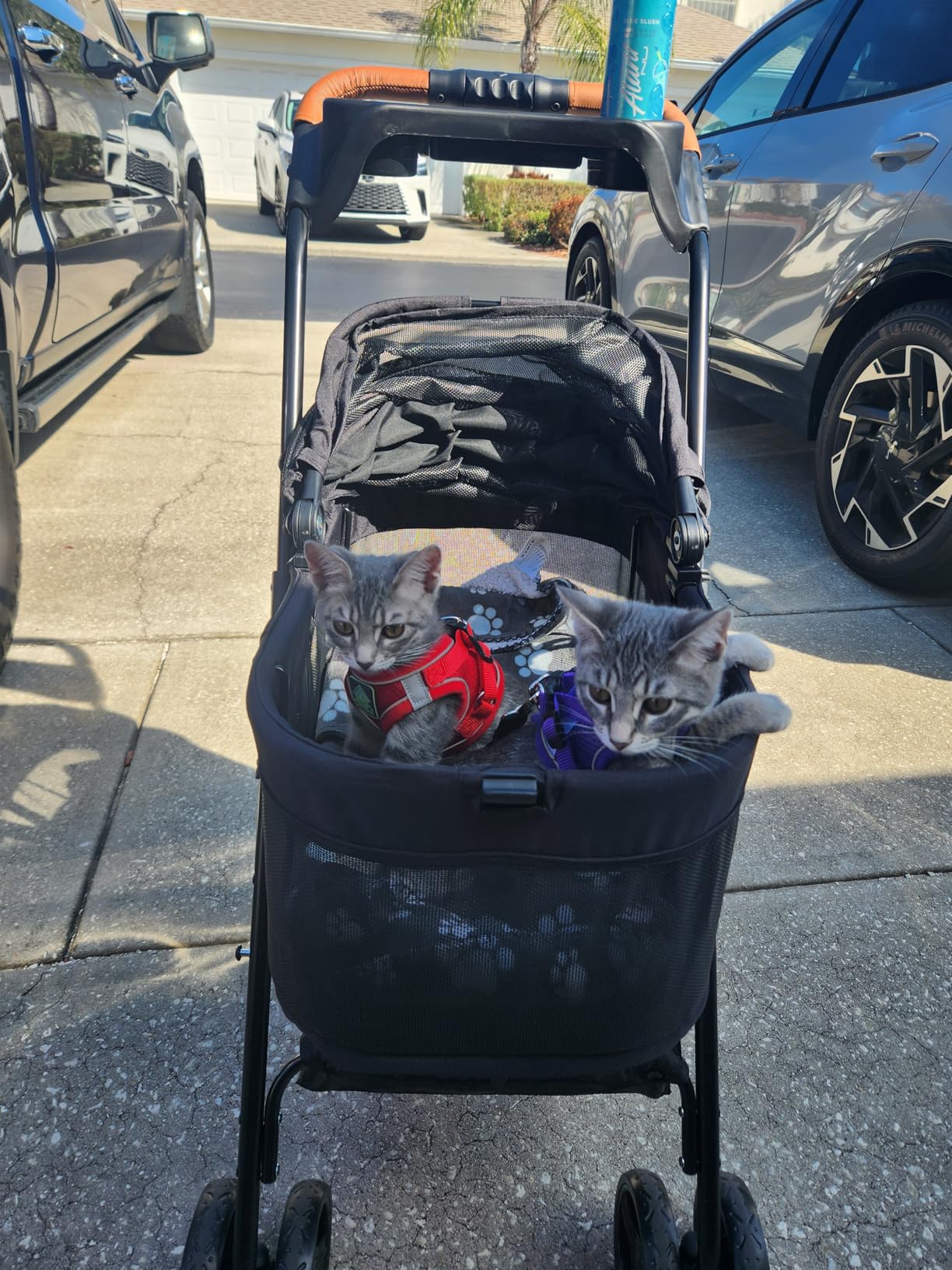 3 in 1 Pet Stroller with Removable Carrier, Folding Stroller for Small/Medium Dogs and Cats, Waterproof, All-Terrain, with Sun Shades, Car Seat customer photo 2