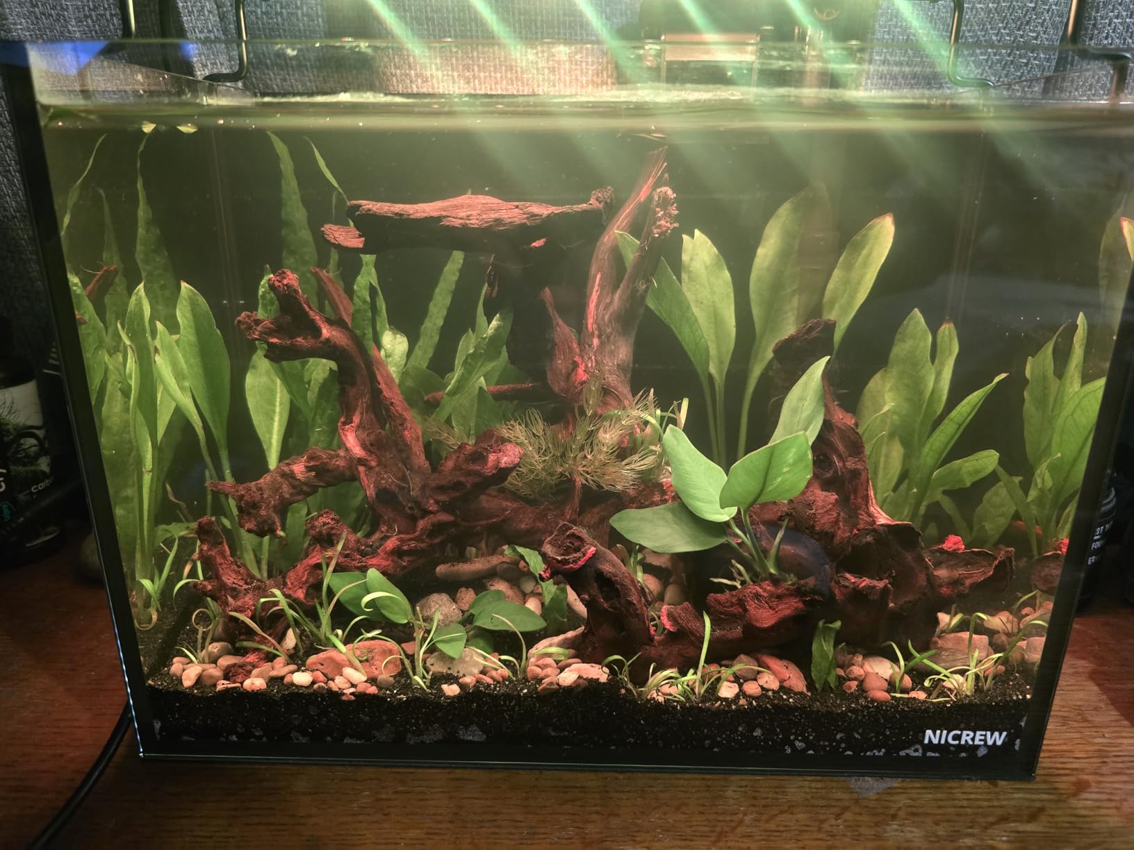 NICREW 2.5 Gallon Nano Nature Aquarium Kit, Ultra-Clear Rimless Desktop Fish Tank with Light and Filter, Perfect for Small Fish, Shrimp, or Betta, Basic Version, Clear customer photo 1
