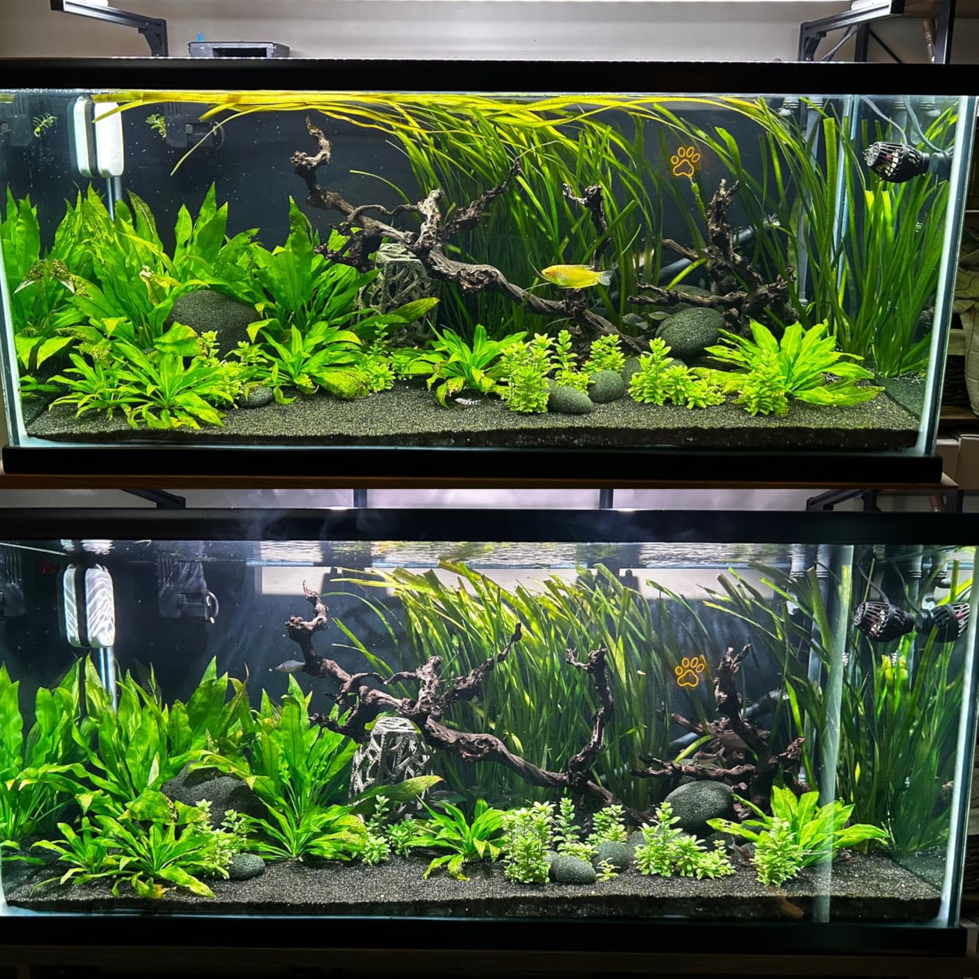 hygger 75W High PAR Aquarium LED Plant Light, 5 Adjustable Brightness Full Spectrum Fish Tank Light Aquarium Lamp & Stand Kit Ideal for Aquascaping Planted Tank Fish Display Shrimp Tank Paludarium customer photo 1