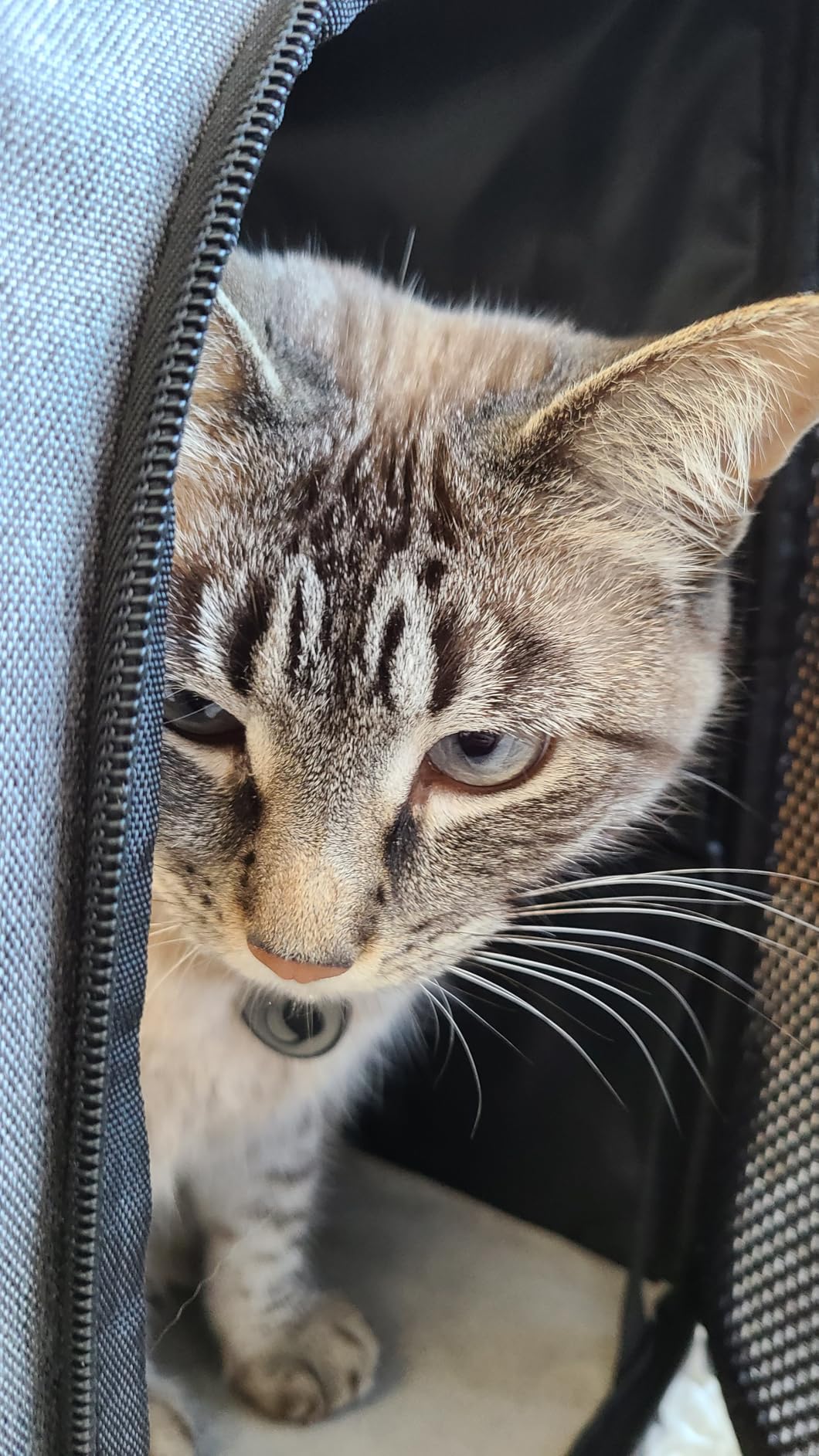 Pecute Cat Backpack Carrier, Large Space Cat Bubble Backpack, Breathable Cat Carrier, Shaded Dog Backpack Carrier, Ergonomic 3D Design for Travel, Hiking, Walk, Suitable for Shopping, Car, Vet, Gray customer photo 2