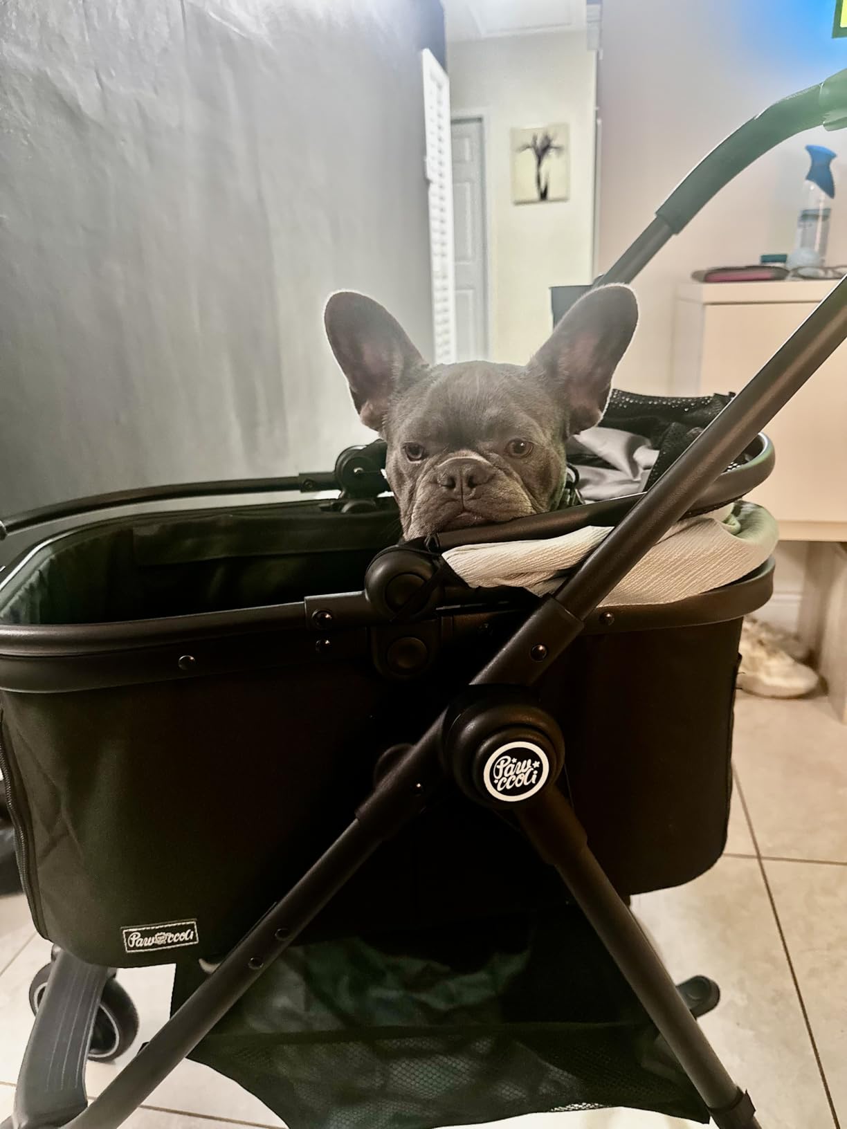 Pet Stroller for Small Dogs and Cats, One-Click Foldable Dog Stroller with Detachable Carrier & 3 Safety Tethers, Holds up to 33 lbs, Storage Basket & Cup Holder, Breathable Mesh, Black customer photo 2