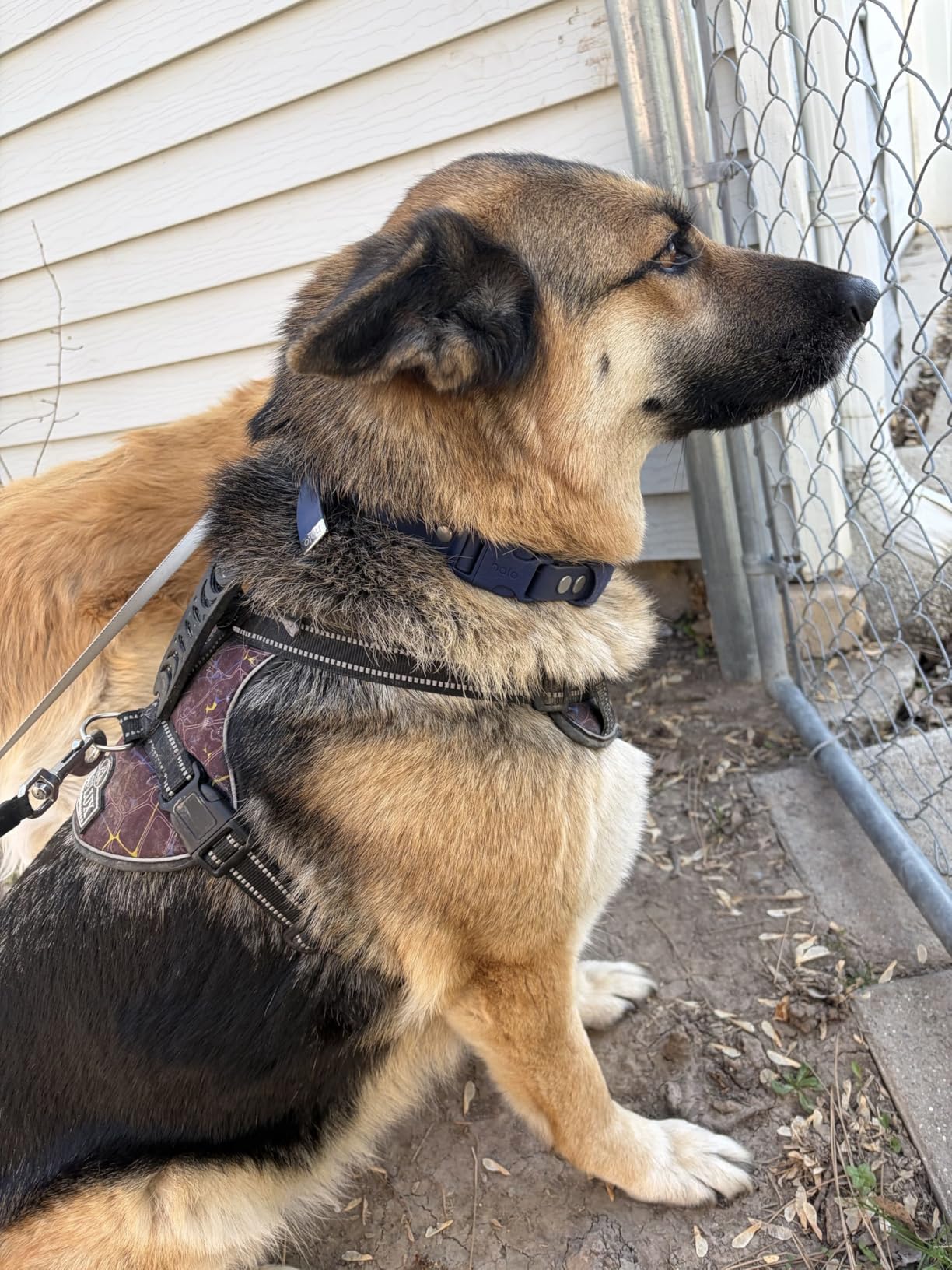 Halo Collar 5 Wireless Dog Fence & GPS Dog Collar, Keep Your Dog Safely Contained Outdoors with App-Controlled Boundaries and Real-Time Tracking customer photo 1