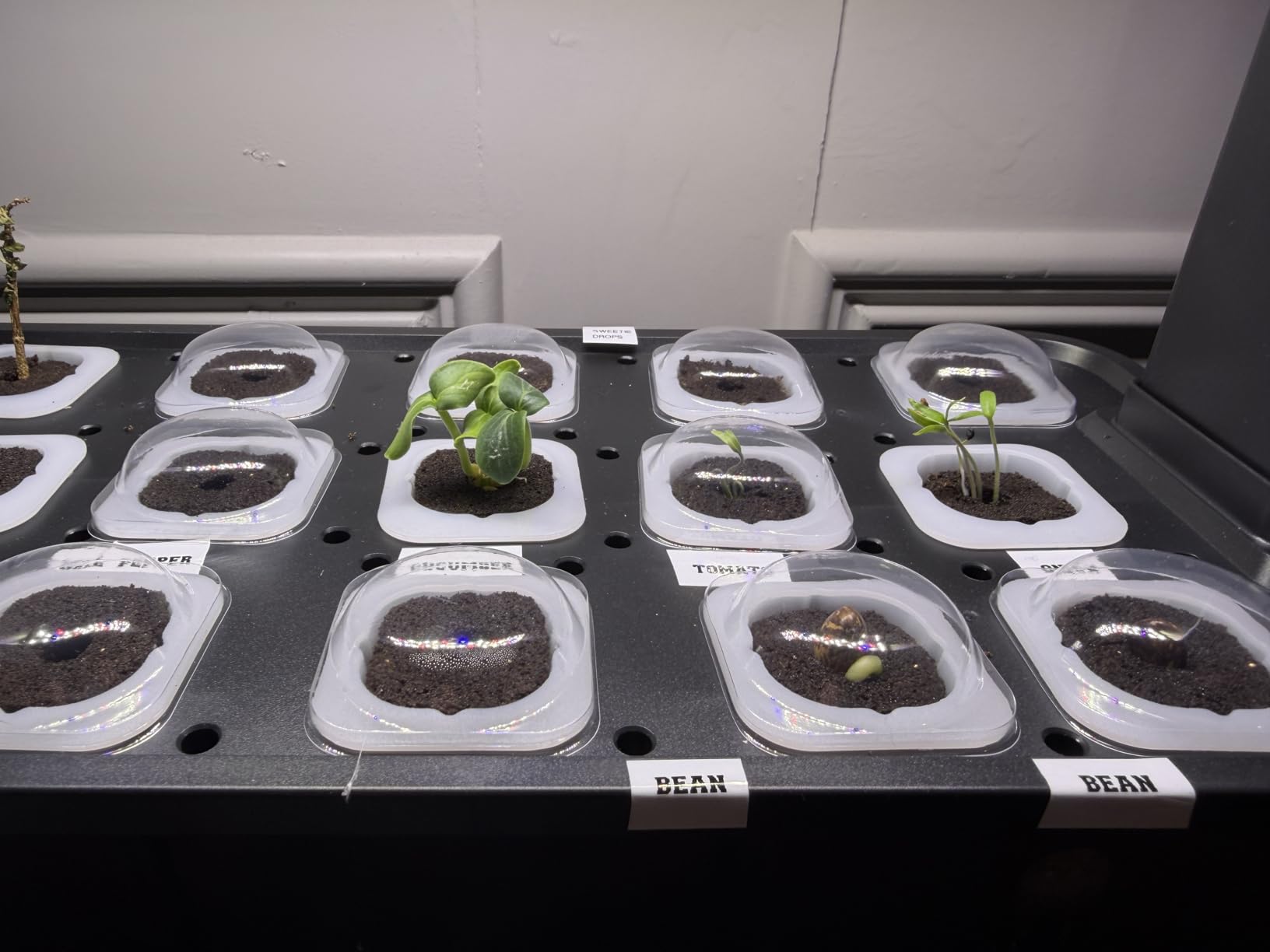 Hopegarden Indoor Garden Hydroponics Growing System: 15 Pods Plant Germination Kit Herb Vegetable Growth Lamp Countertop with LED Grow Light - Hydrophonic Planter Grower Harvest Lettuce customer photo 1