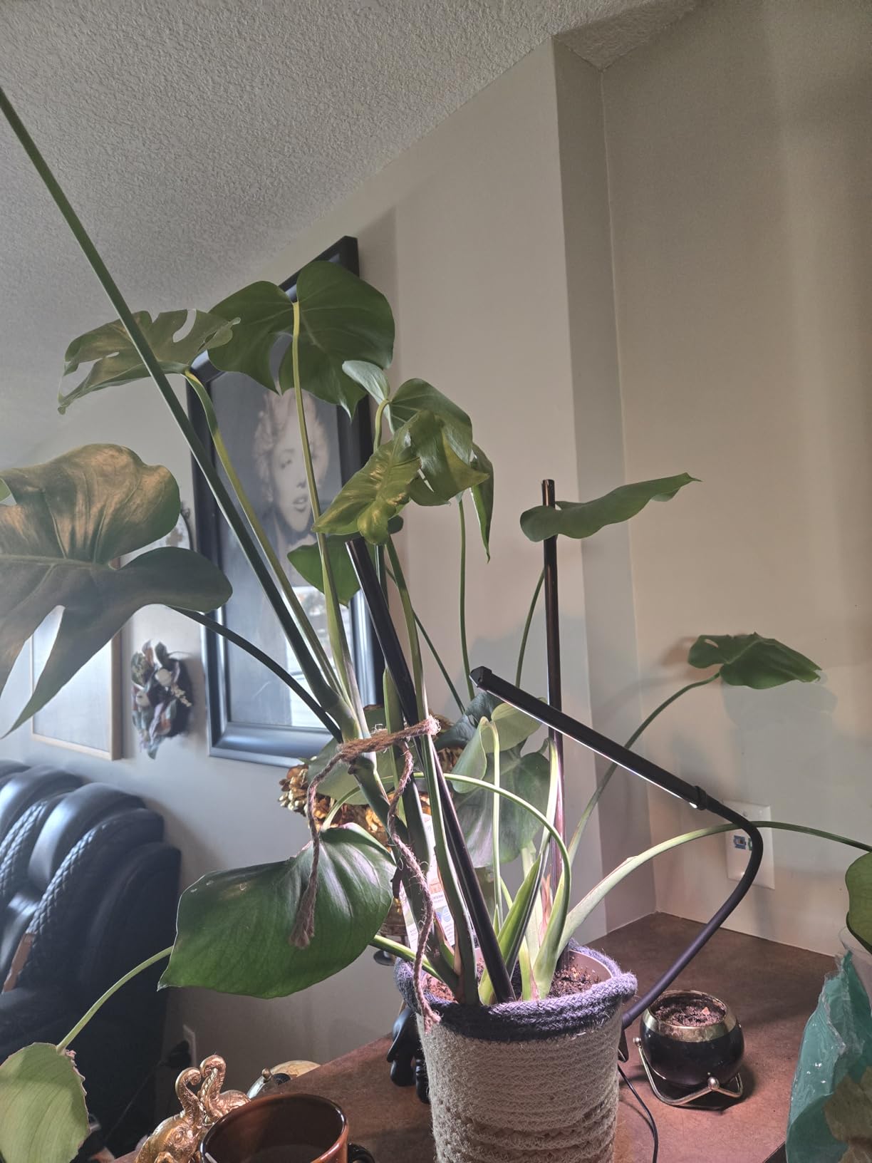 LED Grow Light, 5700K Full Spectrum Clip Plant Growing Lamp with White Red LEDs for Indoor Plants, 5-Levels Dimmable, Auto On Off Timing 4/8/12/18Hrs(Single Head) customer photo 1