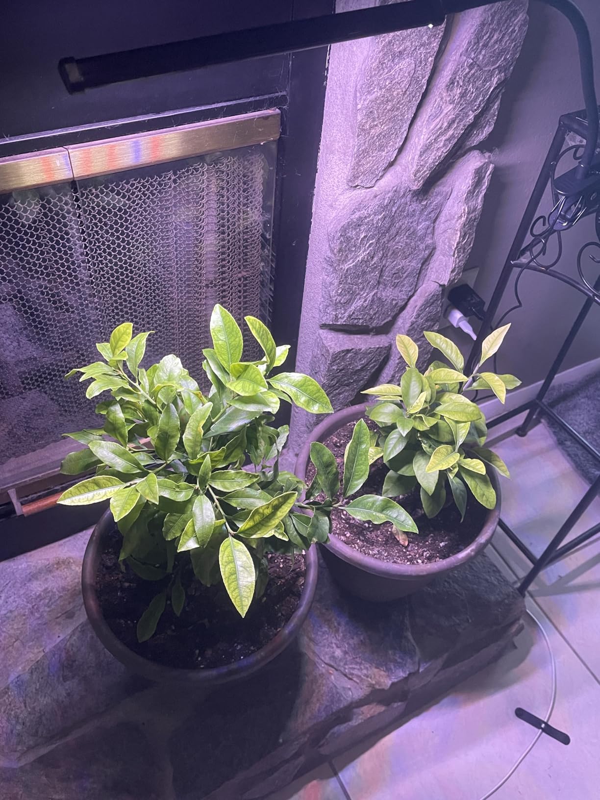 LED Grow Light, 5700K Full Spectrum Clip Plant Growing Lamp with White Red LEDs for Indoor Plants, 5-Levels Dimmable, Auto On Off Timing 4/8/12/18Hrs(Single Head) customer photo 2