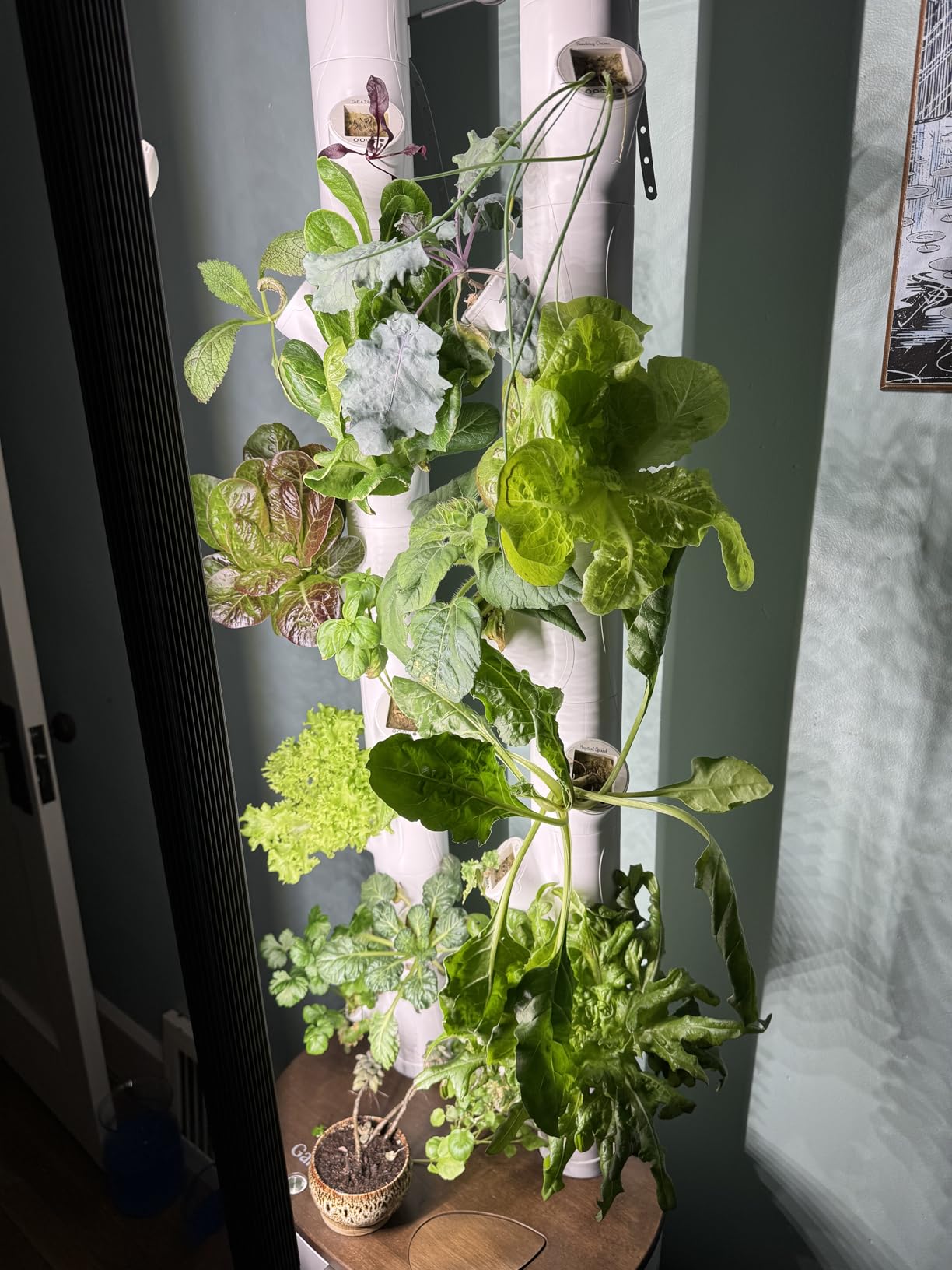 Gardyn Studio 1 Vertical Hydroponics Growing System Kit - 16 Non-GMO Plants, Herbs, Vegetables - Tower Garden - Hydroponic Herb Garden Planter Indoor Kit customer photo 1
