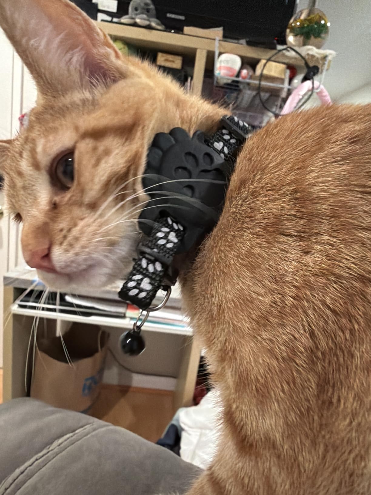 Cat Tracker GPS Collar for Cats Electronic Pet Locator (Only iOS) Waterproof Compatible with Apple Find My No Monthly Fee Ideal for Small to Large Cats Advanced Tracking Solution Smart Collar customer photo 1