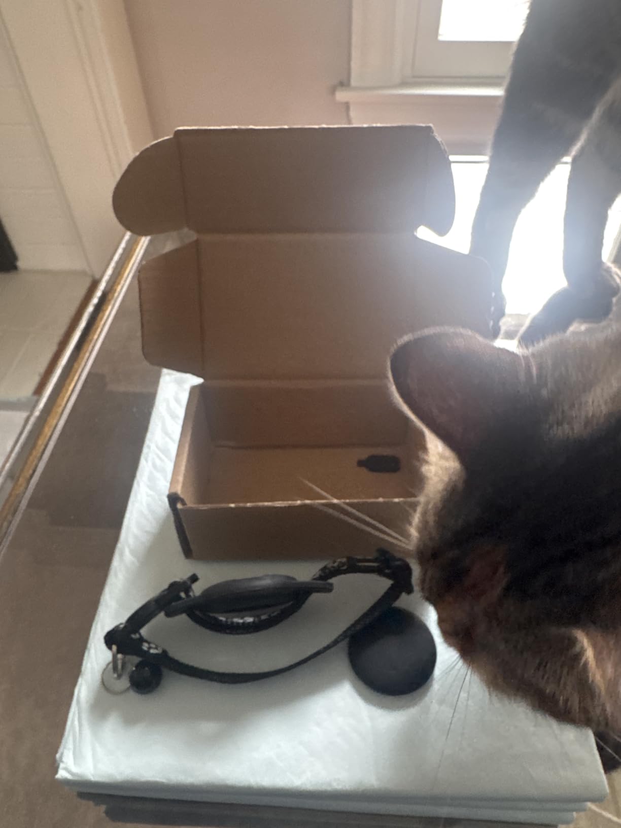 Cat Tracker GPS Collar for Cats Electronic Pet Locator (Only iOS) Waterproof Compatible with Apple Find My No Monthly Fee Ideal for Small to Large Cats Advanced Tracking Solution Smart Collar customer photo 2